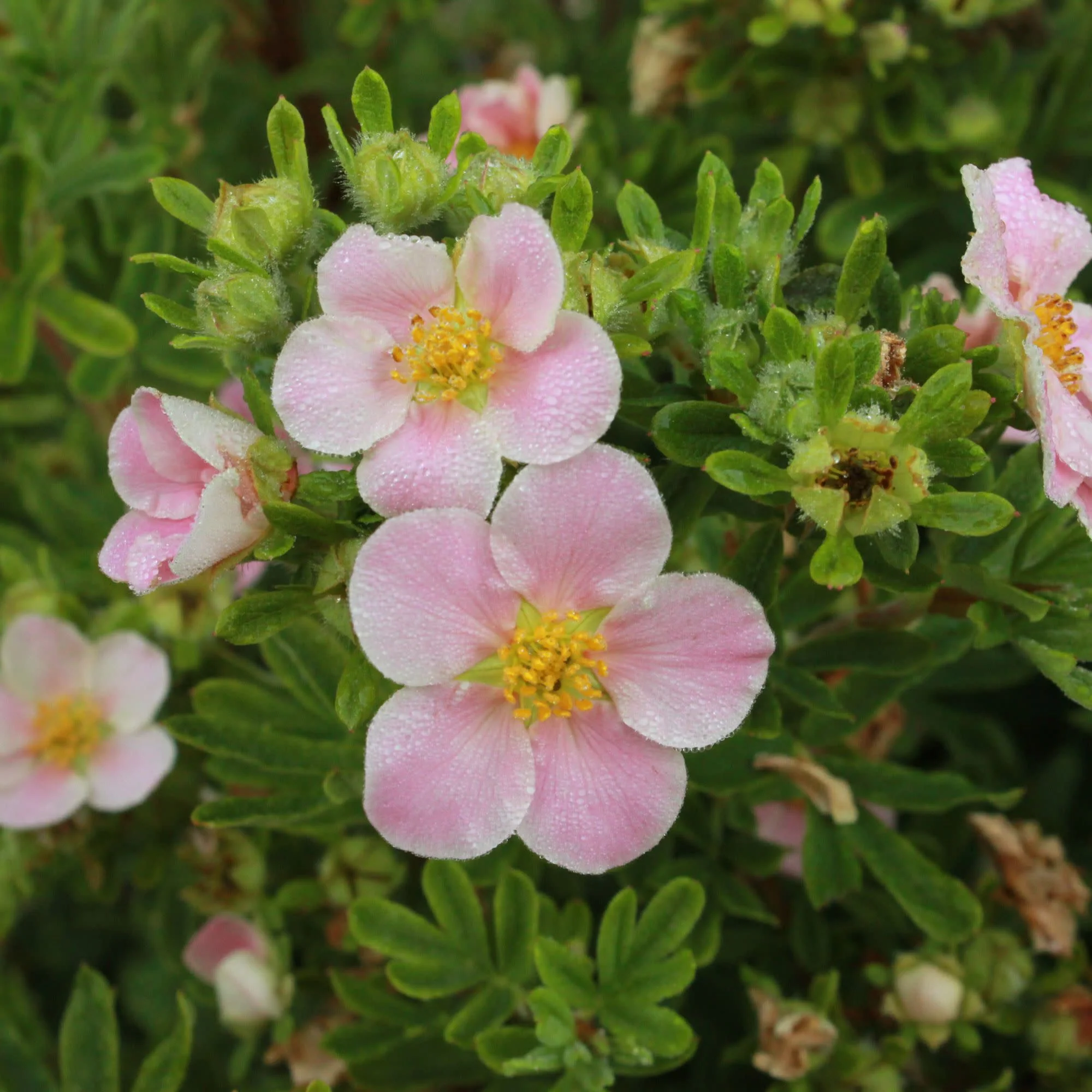 Happy Face® Pink Paradise Potentilla (Dasiphora fruticosa) - Image 5