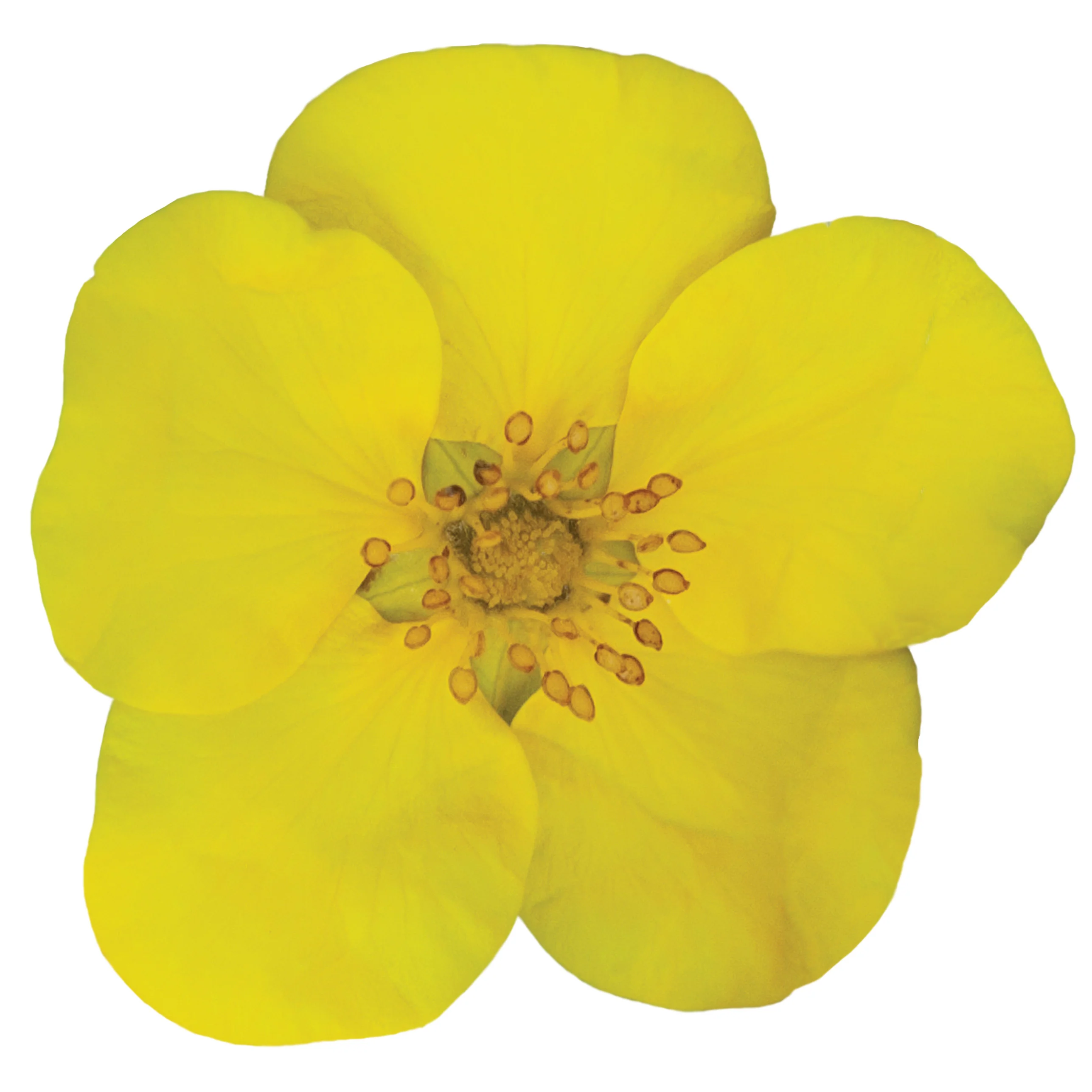 Happy Face® Yellow Potentilla (Dasiphora fruticosa) - Image 15