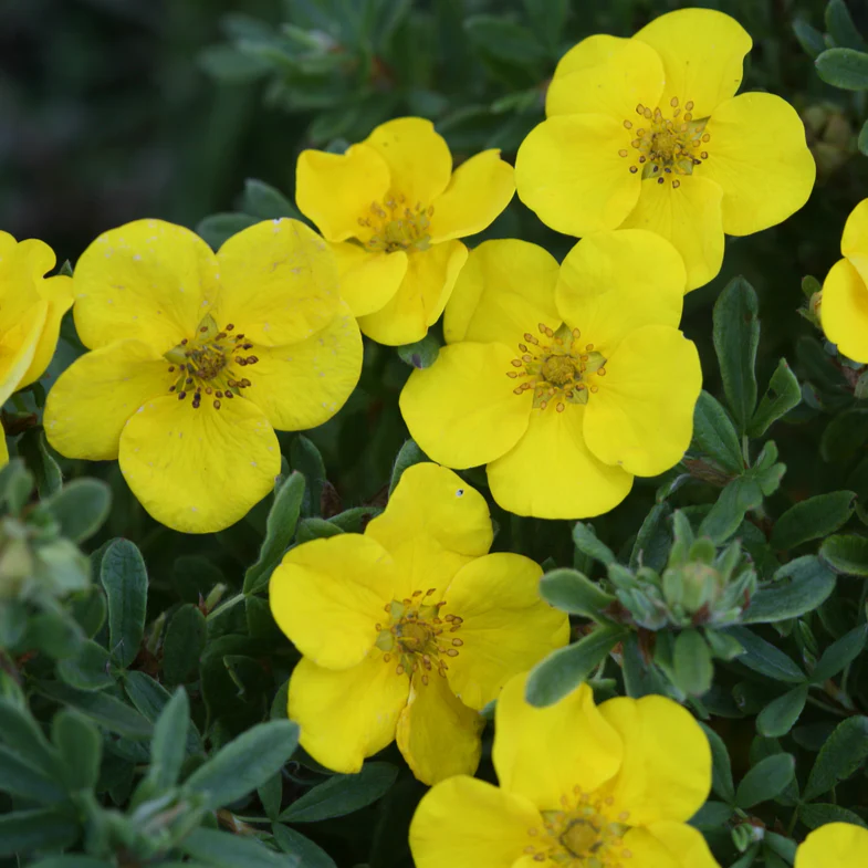 Happy Face® Yellow Potentilla (Dasiphora fruticosa) - Image 4