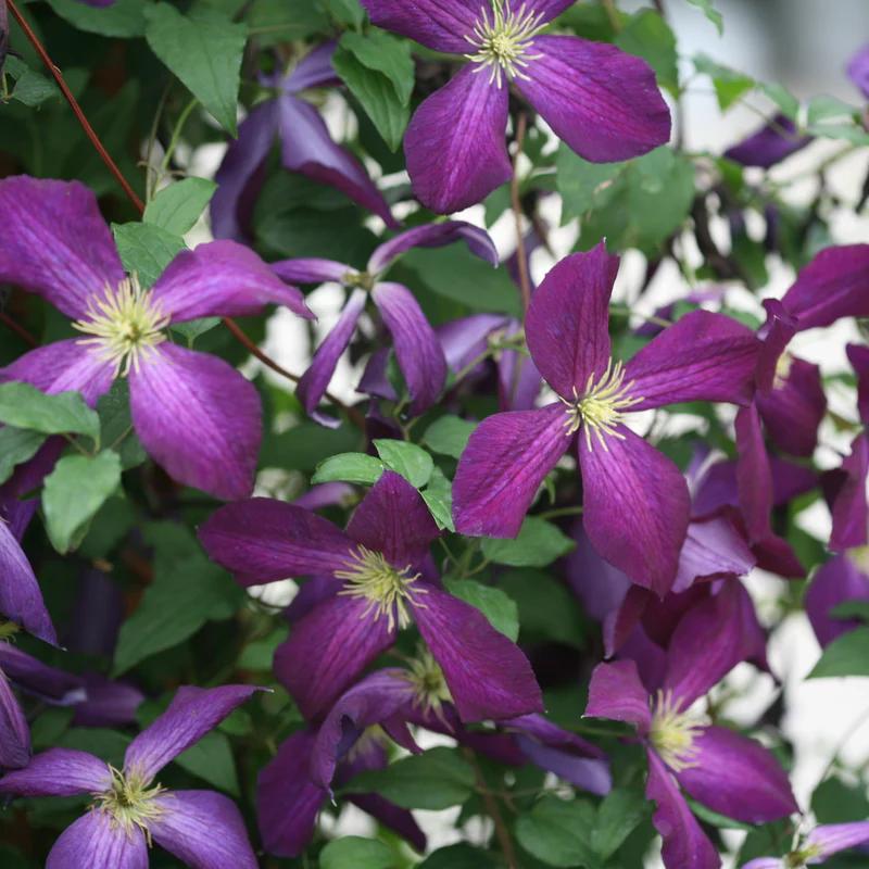 Happy Jack® Purple Clematis - Image 3