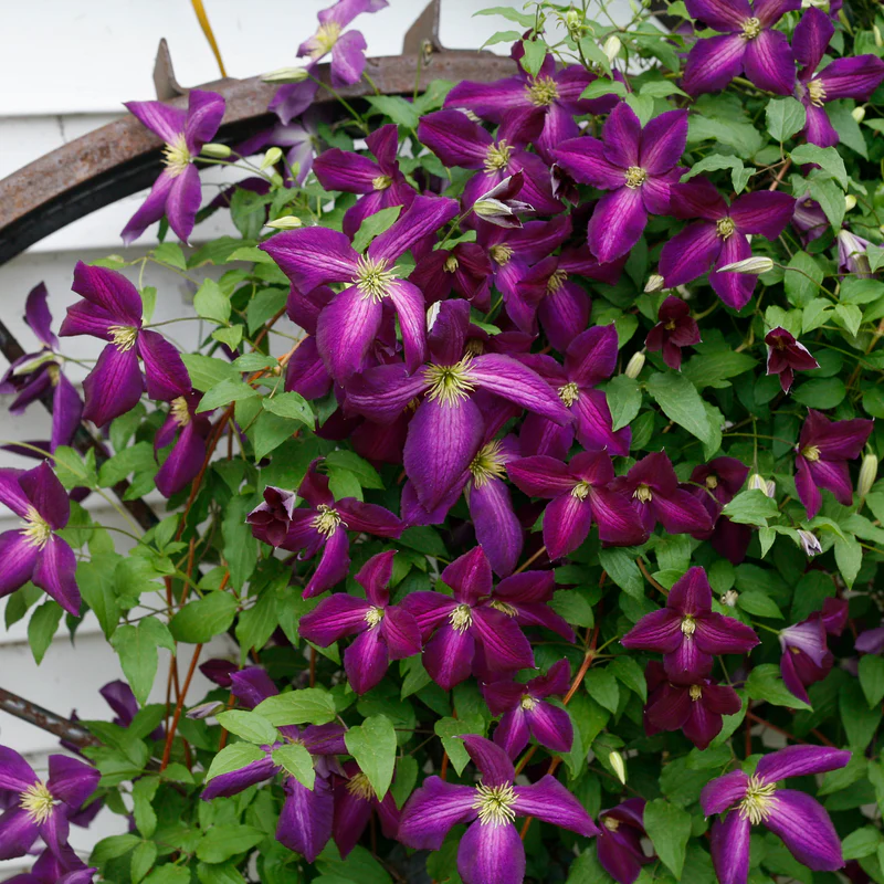 Happy Jack® Purple Clematis - Image 5