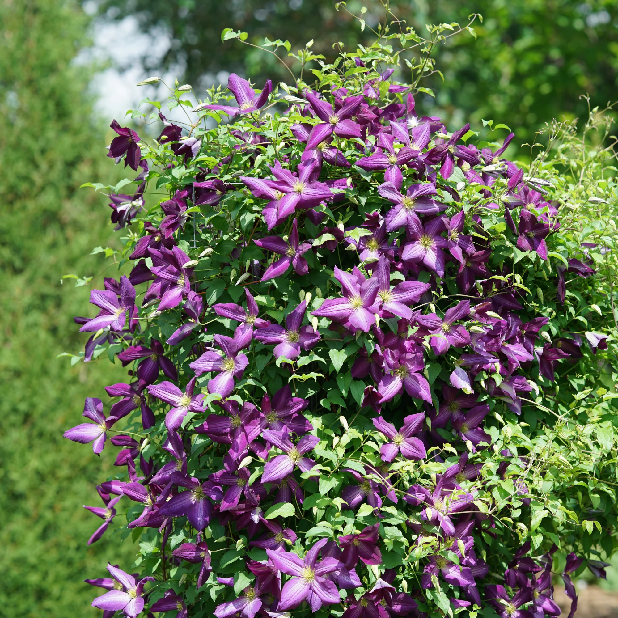 Happy Jack® Purple Clematis - Image 6