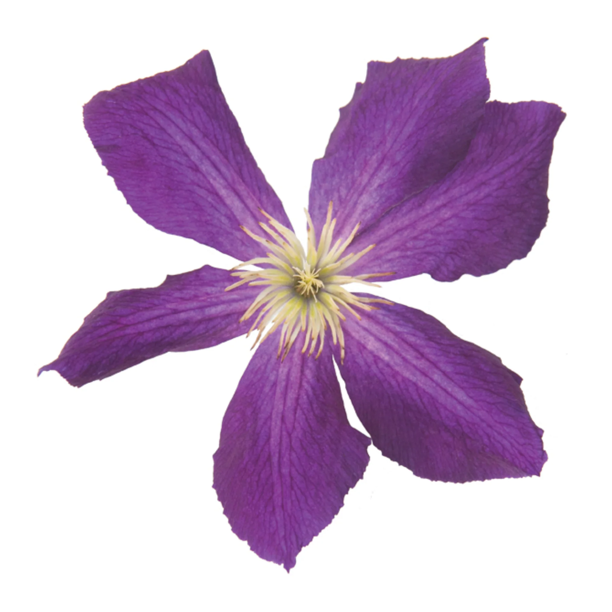 Happy Jack® Purple Clematis - Image 7