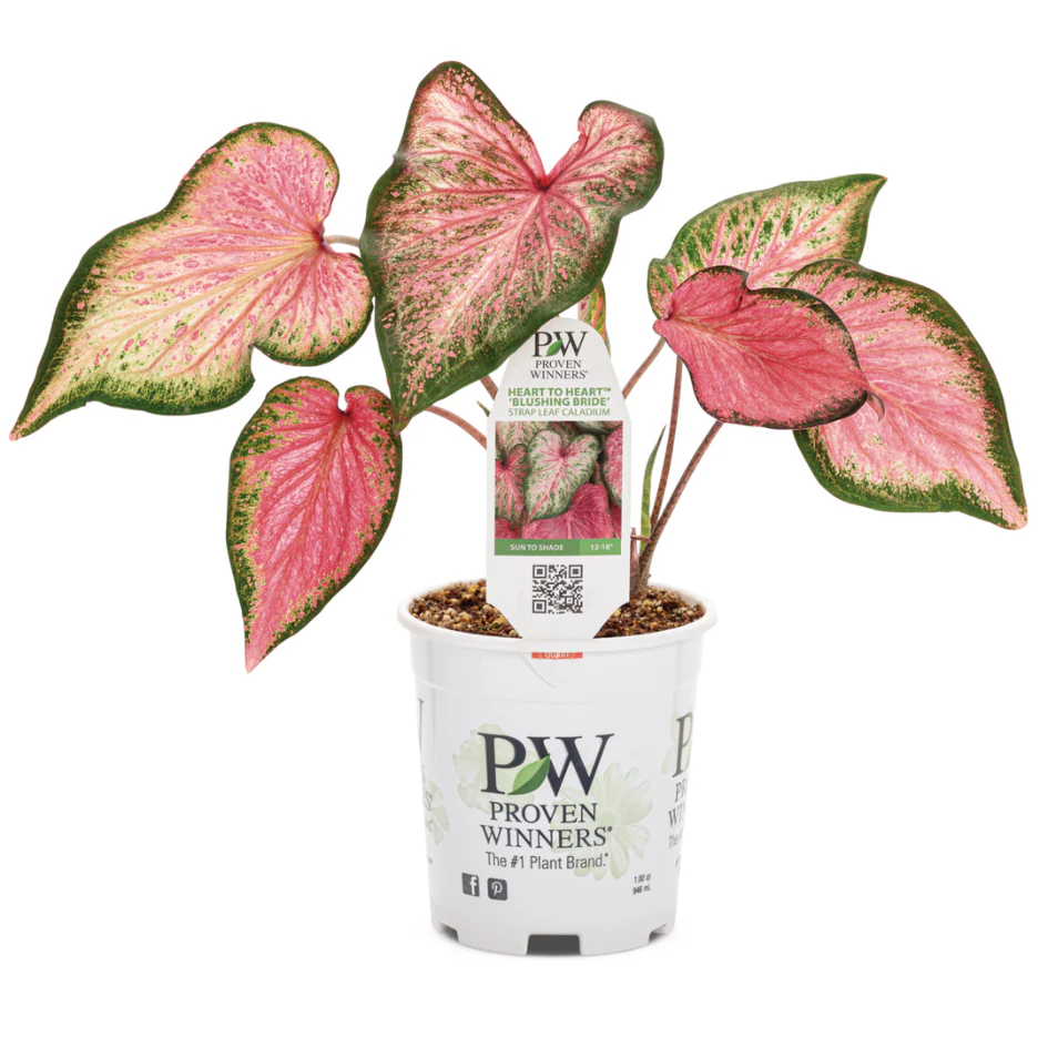 Heart to Heart® 'Blushing Bride' Sun or Shade Caladium - Image 3