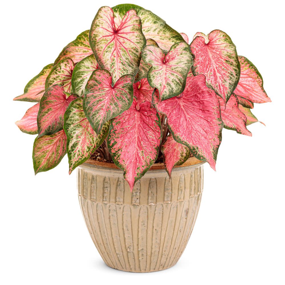 Heart to Heart® 'Blushing Bride' Sun or Shade Caladium - Image 5
