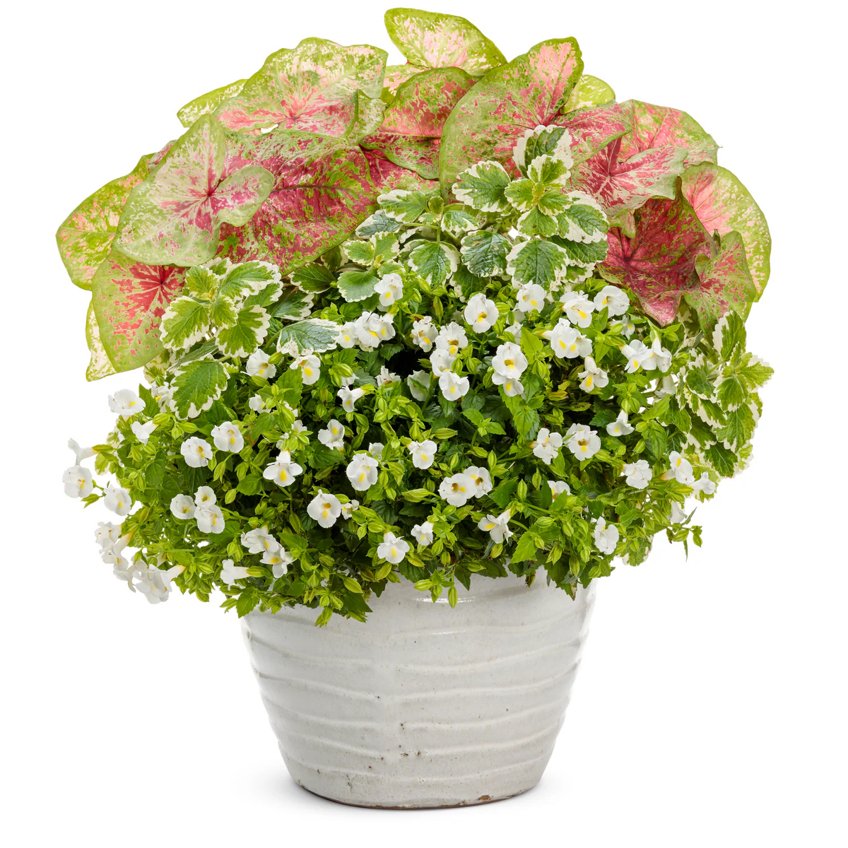 Heart to Heart® 'Blushing Bride' Sun or Shade Caladium - Image 6