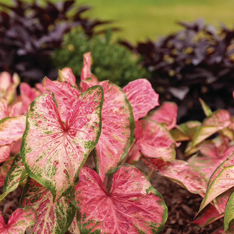 Heart to Heart® 'Blushing Bride' Sun or Shade Caladium - Image 7