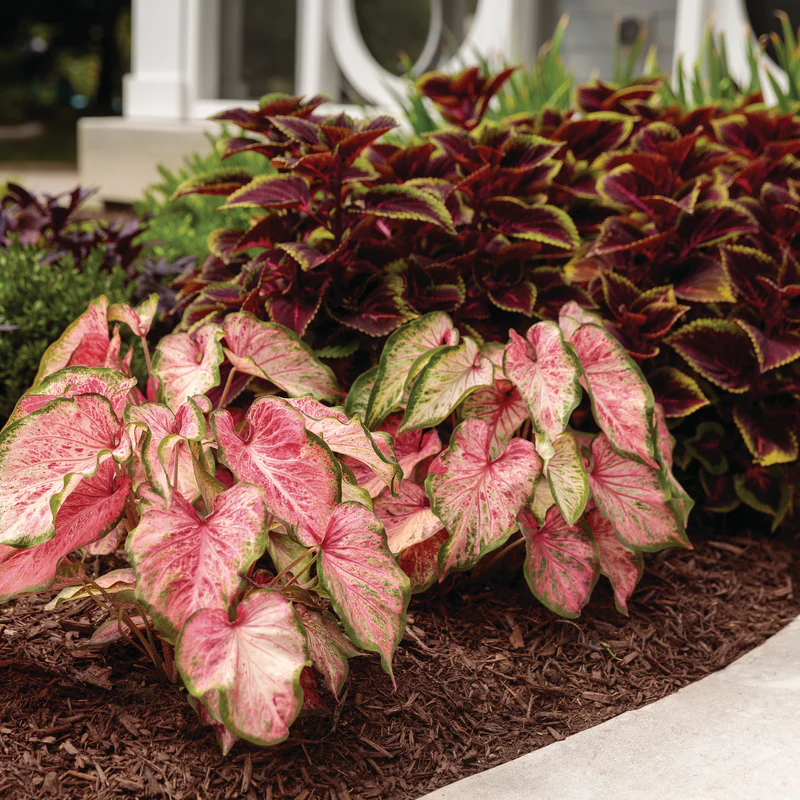 Heart to Heart® 'Blushing Bride' Sun or Shade Caladium - Image 8
