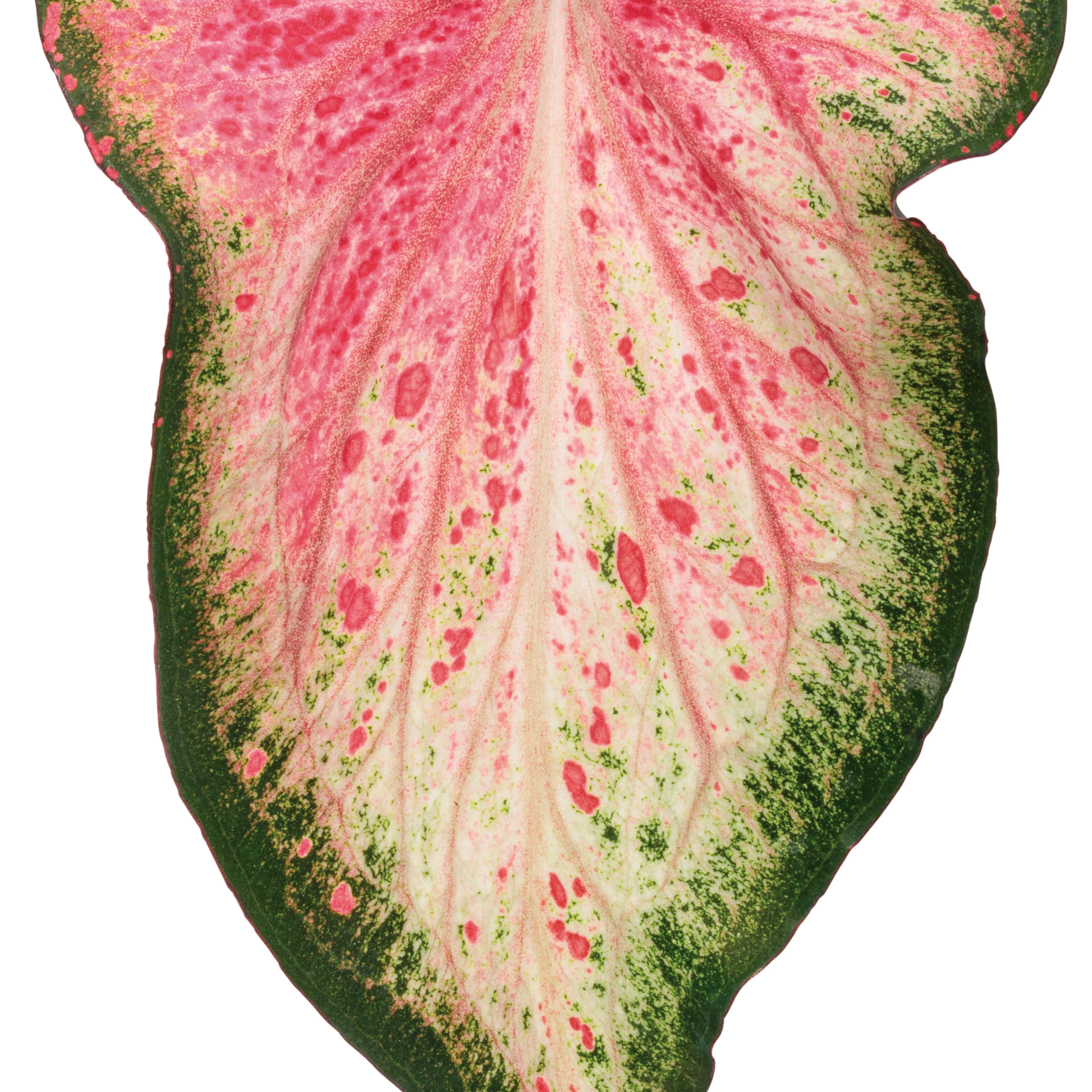 Heart to Heart® 'Blushing Bride' Sun or Shade Caladium - Image 9