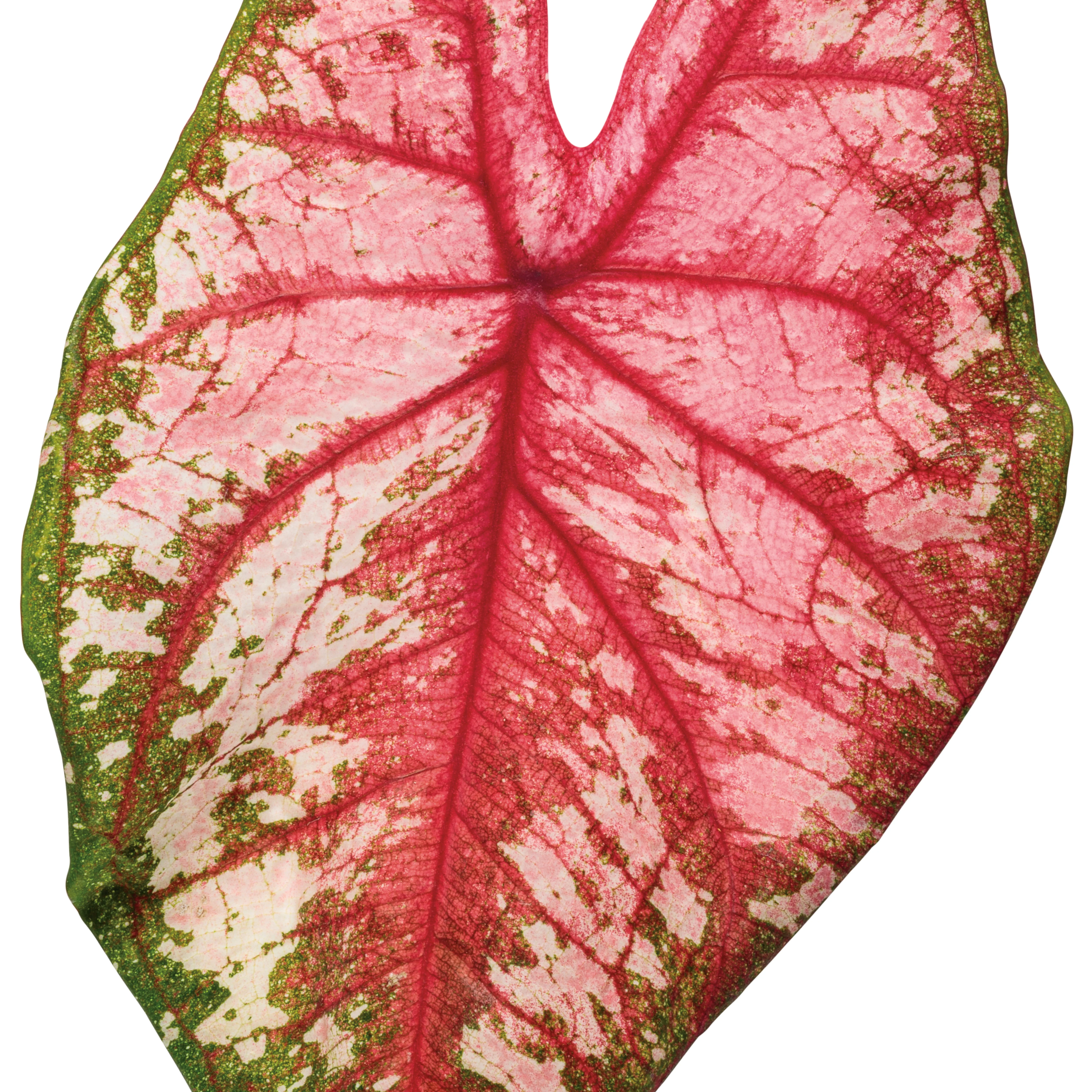 Heart to Heart® 'Bottle Rocket' Sun or Shade Caladium - Image 11