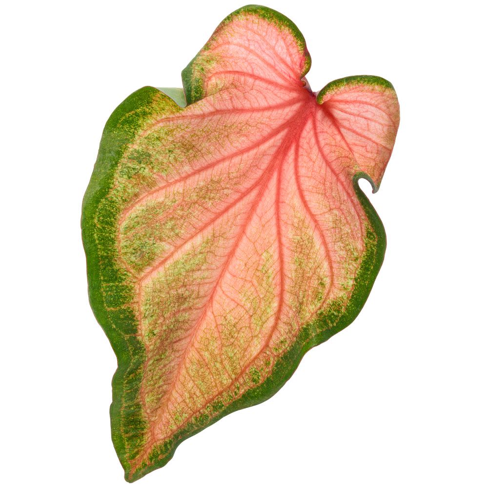 Heart to Heart® 'Chinook' Sun or Shade Caladium - Image 8