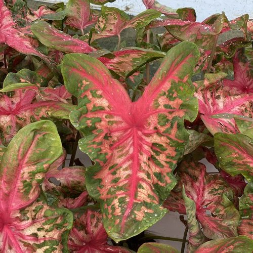 Heart to Heart® 'Clowning Around' Shade Caladium - Image 3