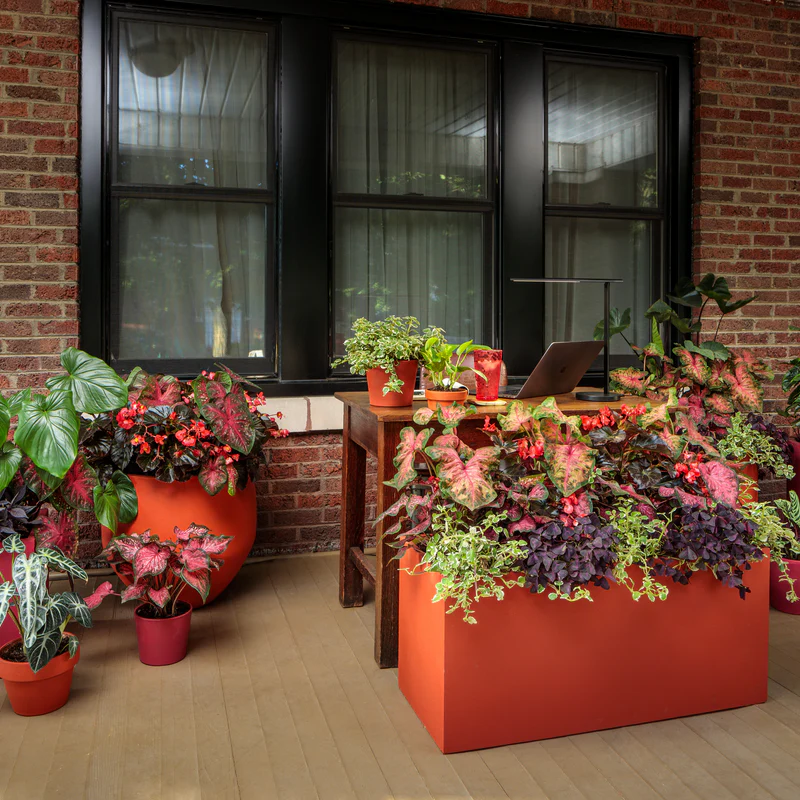 Heart to Heart® 'Clowning Around' Shade Caladium - Image 7