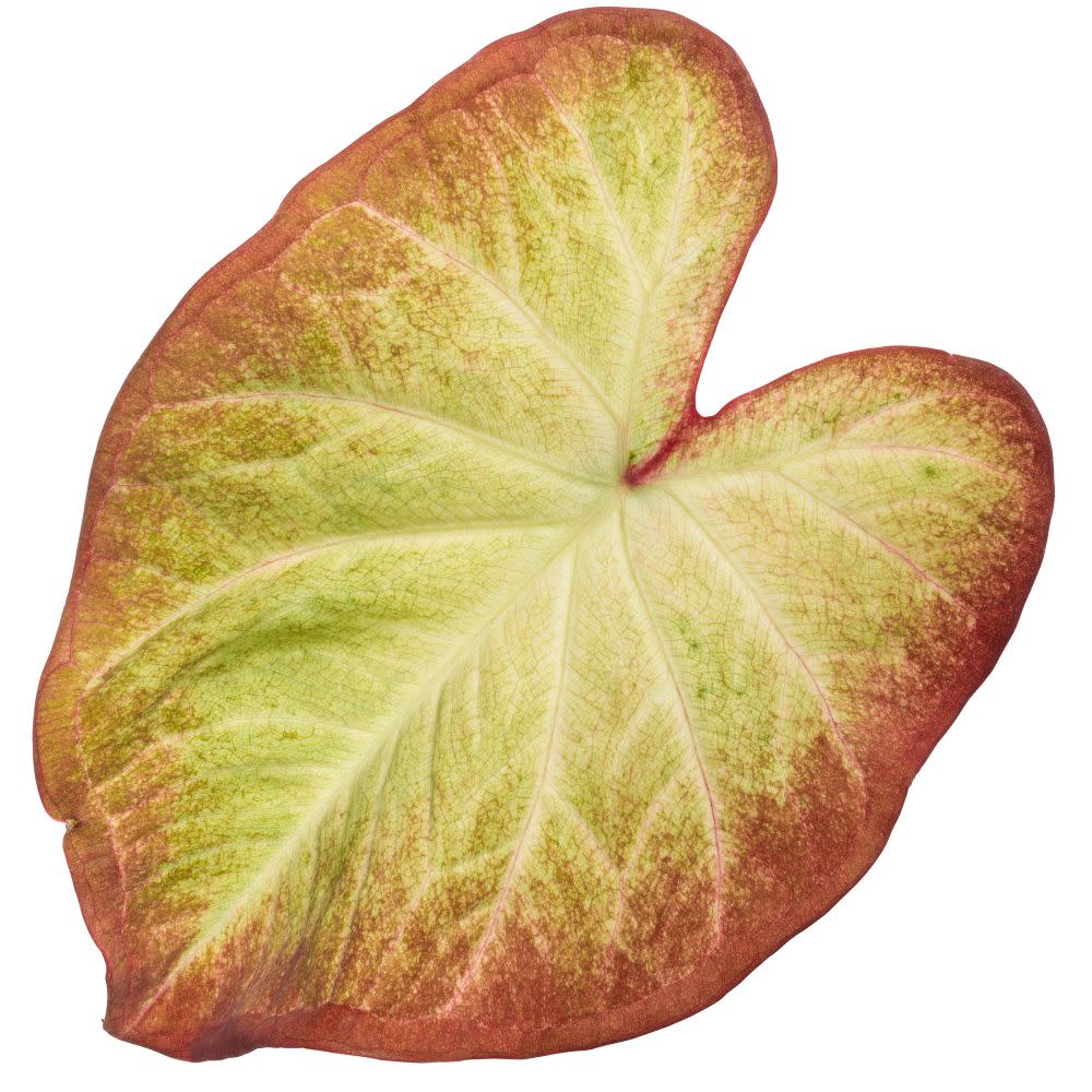 Heart to Heart® 'Crème Brulee' Shade Caladium | Proven Winners® New Variety 2026 - Image 5
