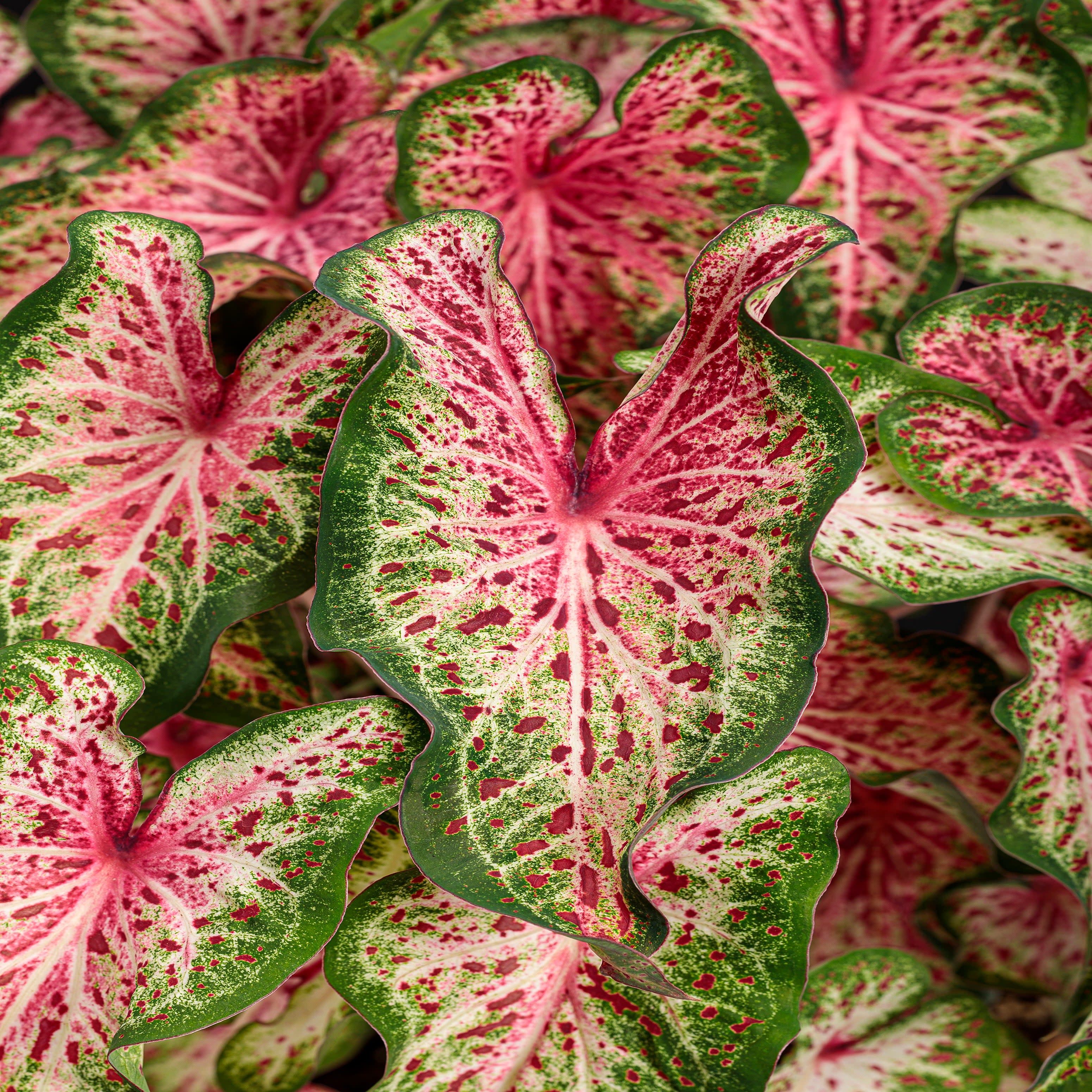 Heart to Heart® 'Heart and Soul' Sun or Shade Caladium