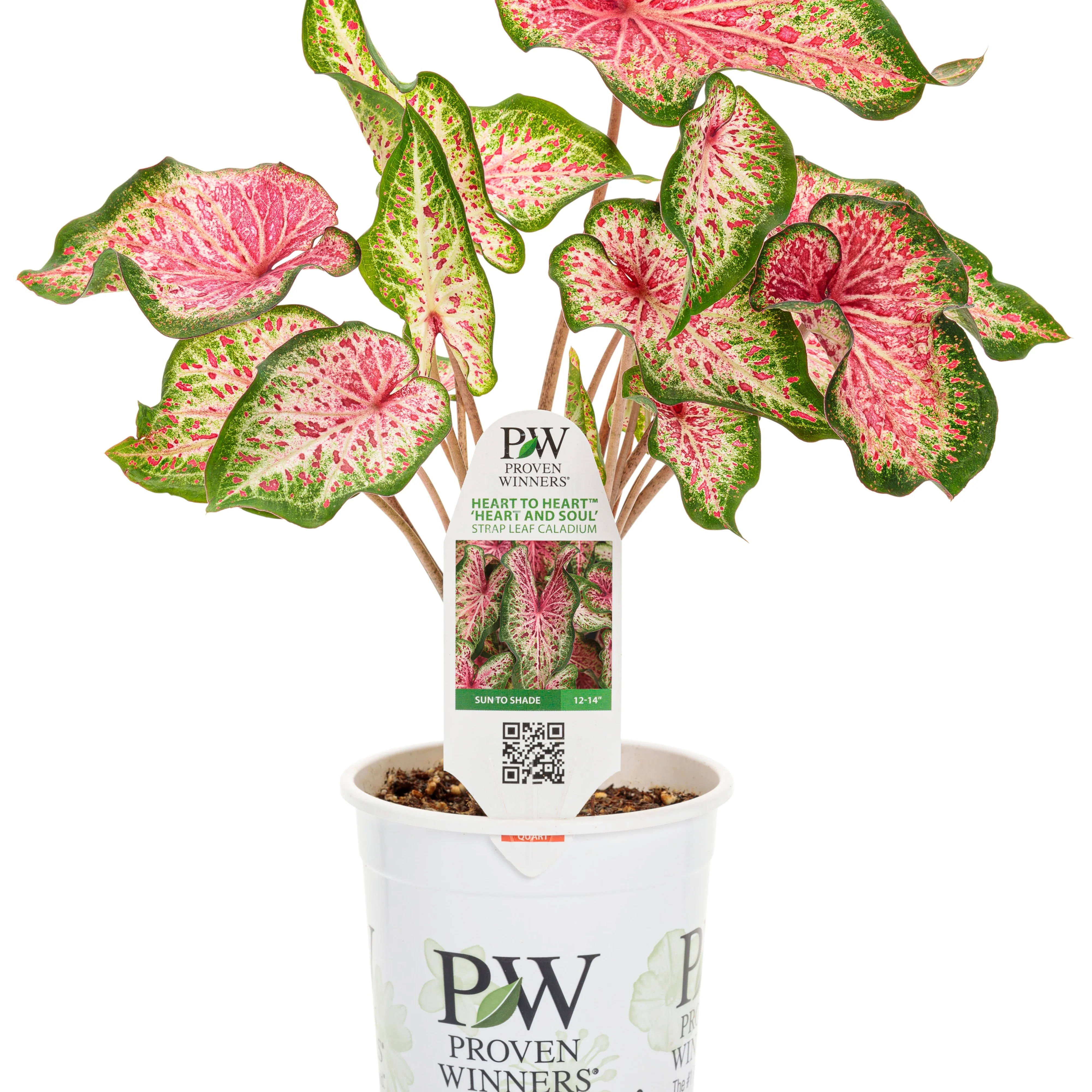 Heart to Heart® 'Heart and Soul' Sun or Shade Caladium - Image 2