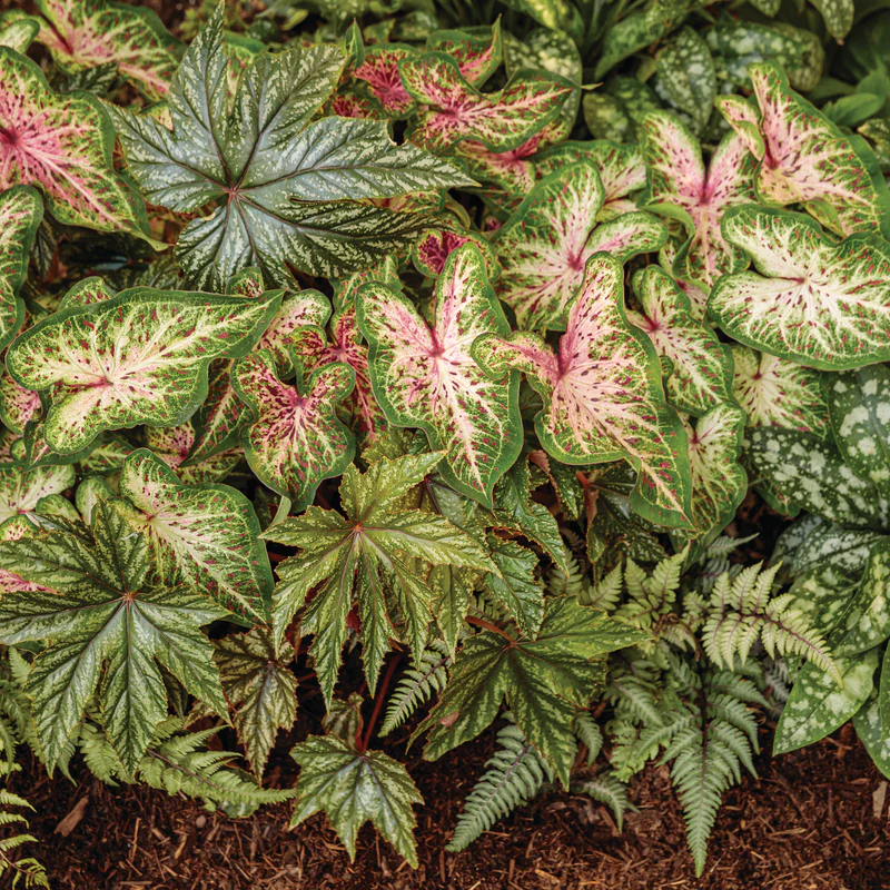 Heart to Heart® 'Heart and Soul' Sun or Shade Caladium - Image 6