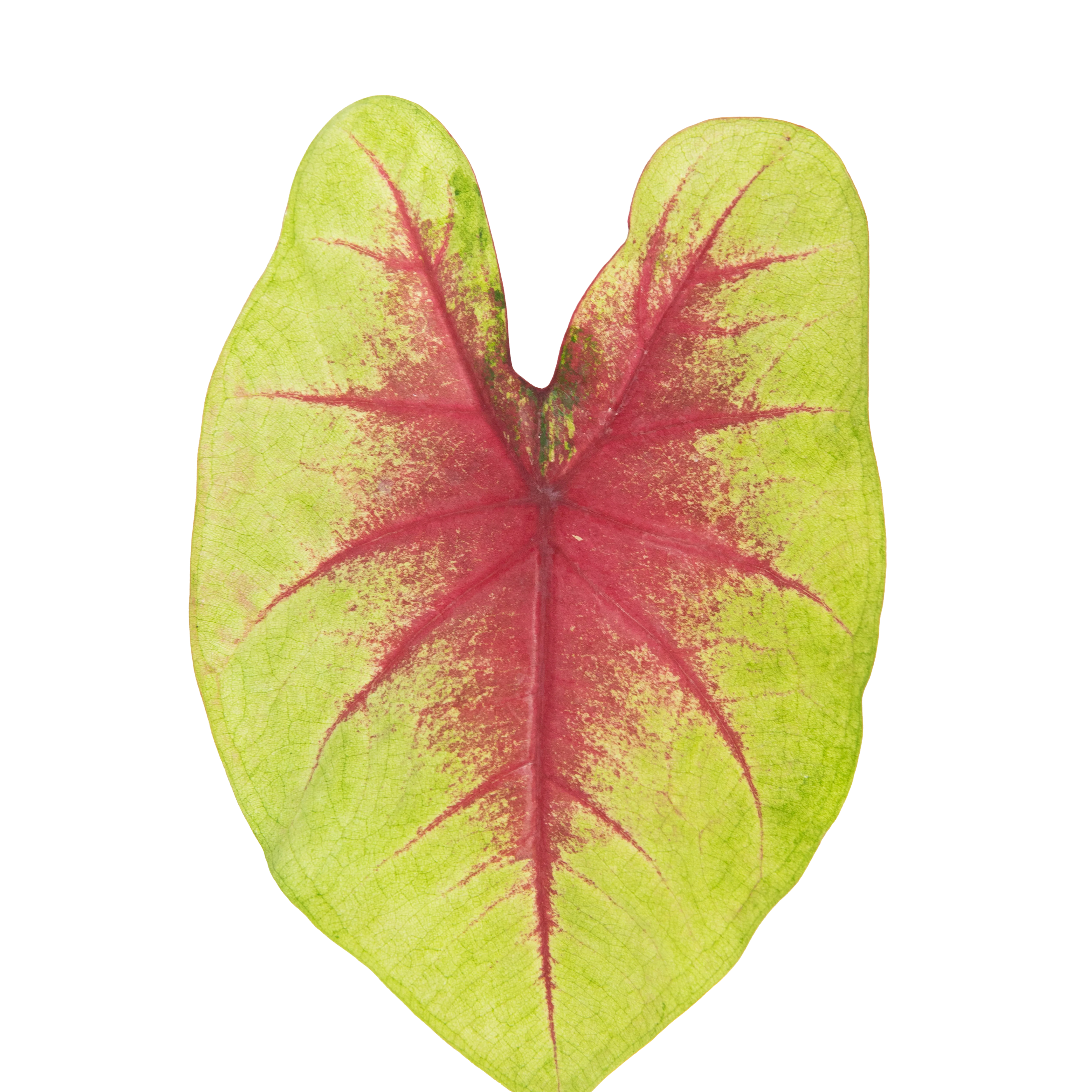 Heart to Heart® 'Lemon Blush' Shade Caladium - Image 11