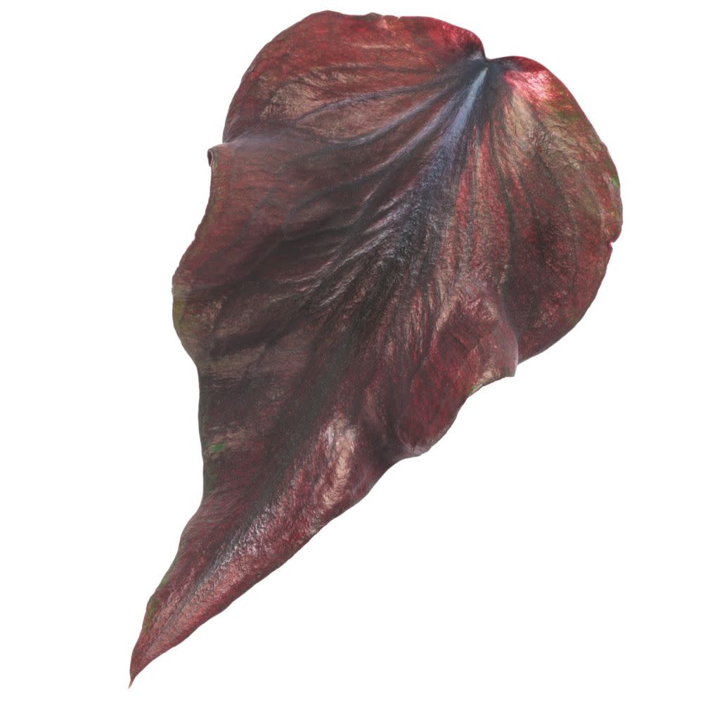 Heart to Heart® Midnight Oil Sun or Shade Caladium | Proven Winners® New Variety 2026 - Image 6