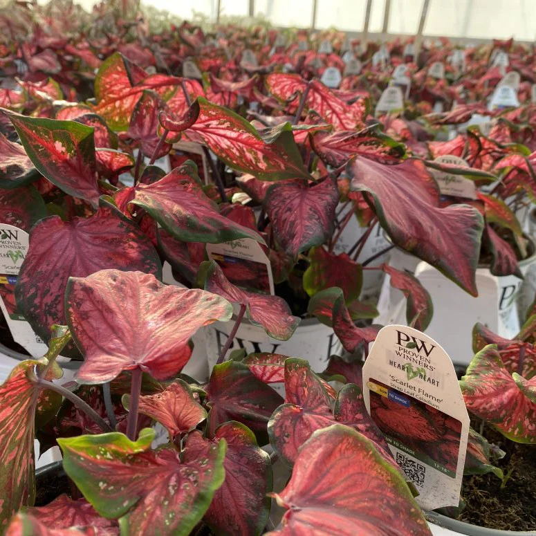 Heart to Heart® 'Scarlet Flame' Sun or Shade Caladium - Image 6