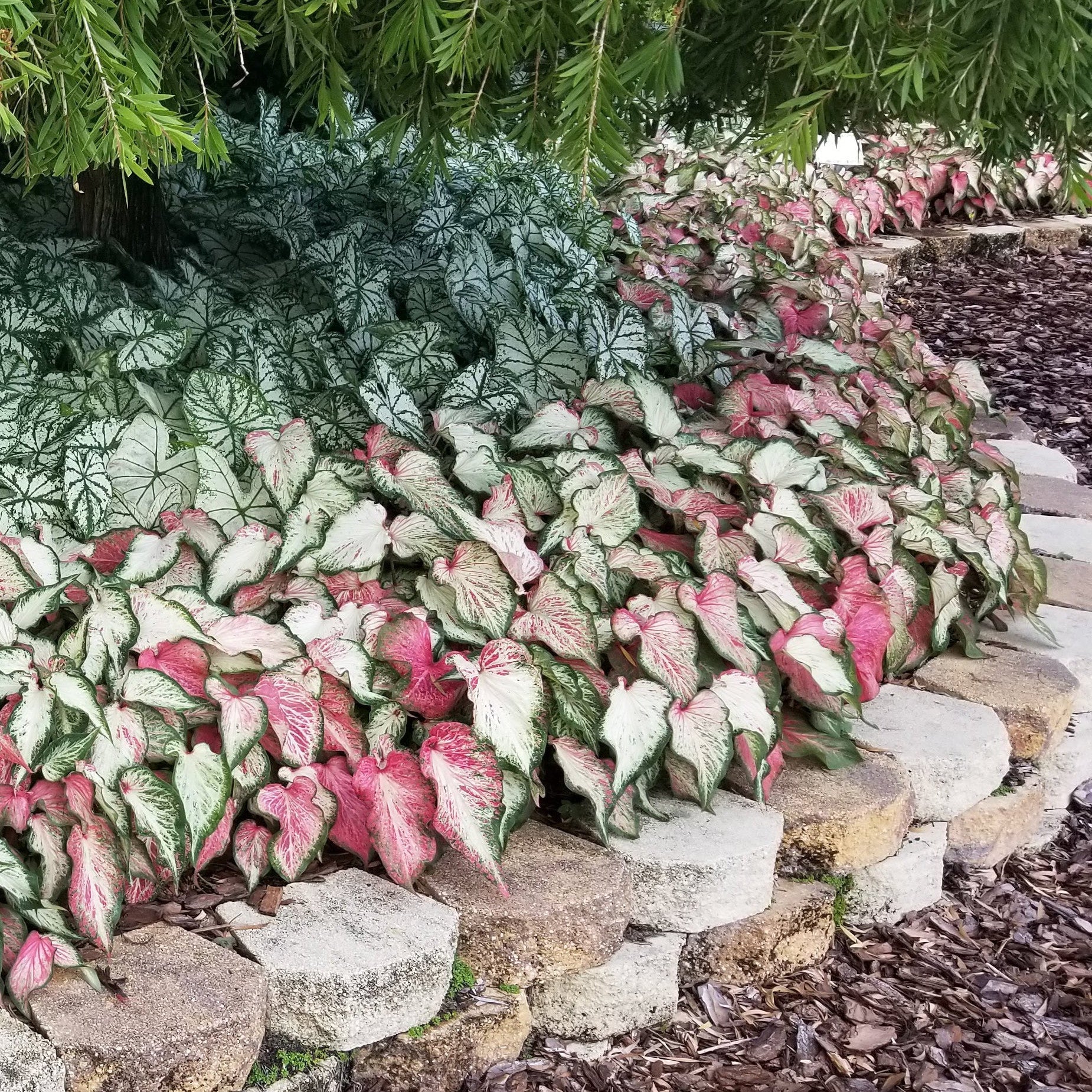 Heart to Heart® 'Snow Flurry' Shade Caladium - Image 8