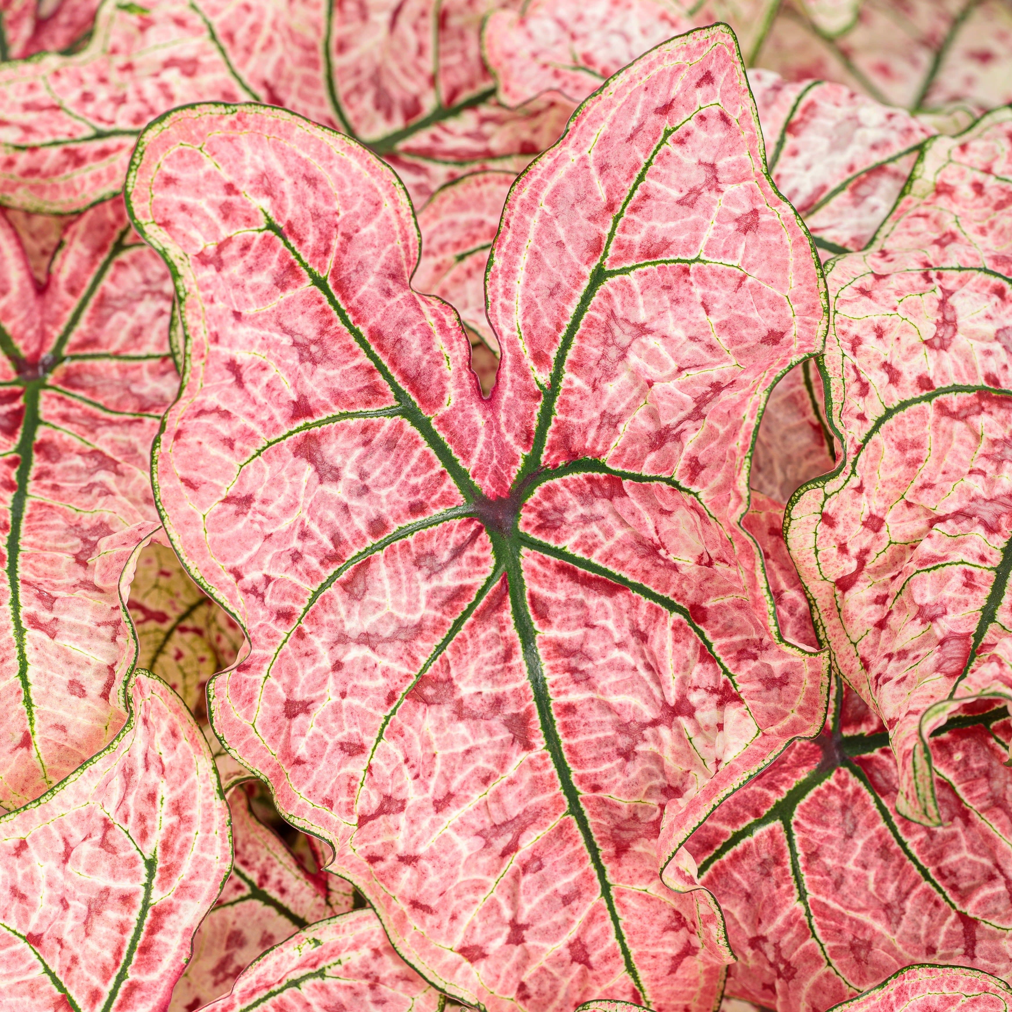 Heart to Heart® 'Splash of Wine' Shade Caladium