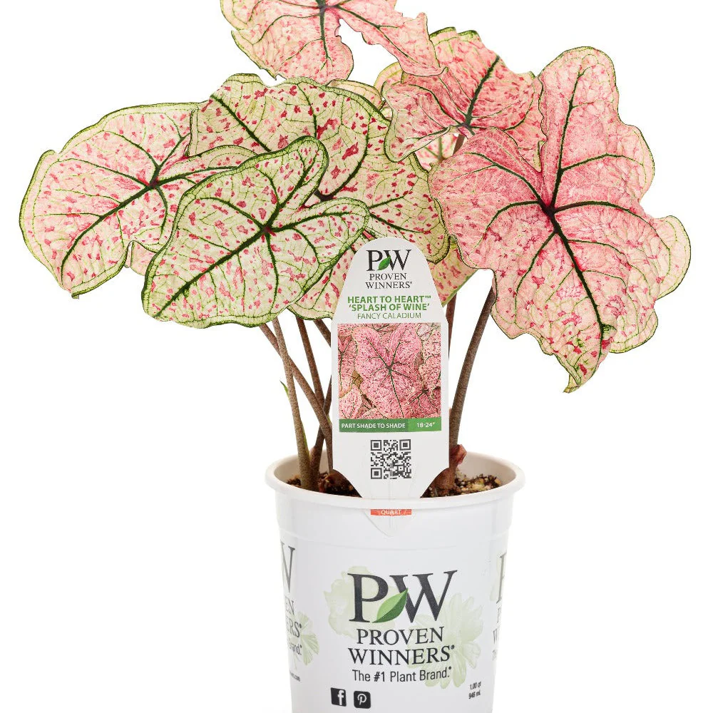 Heart to Heart® 'Splash of Wine' Shade Caladium - Image 2