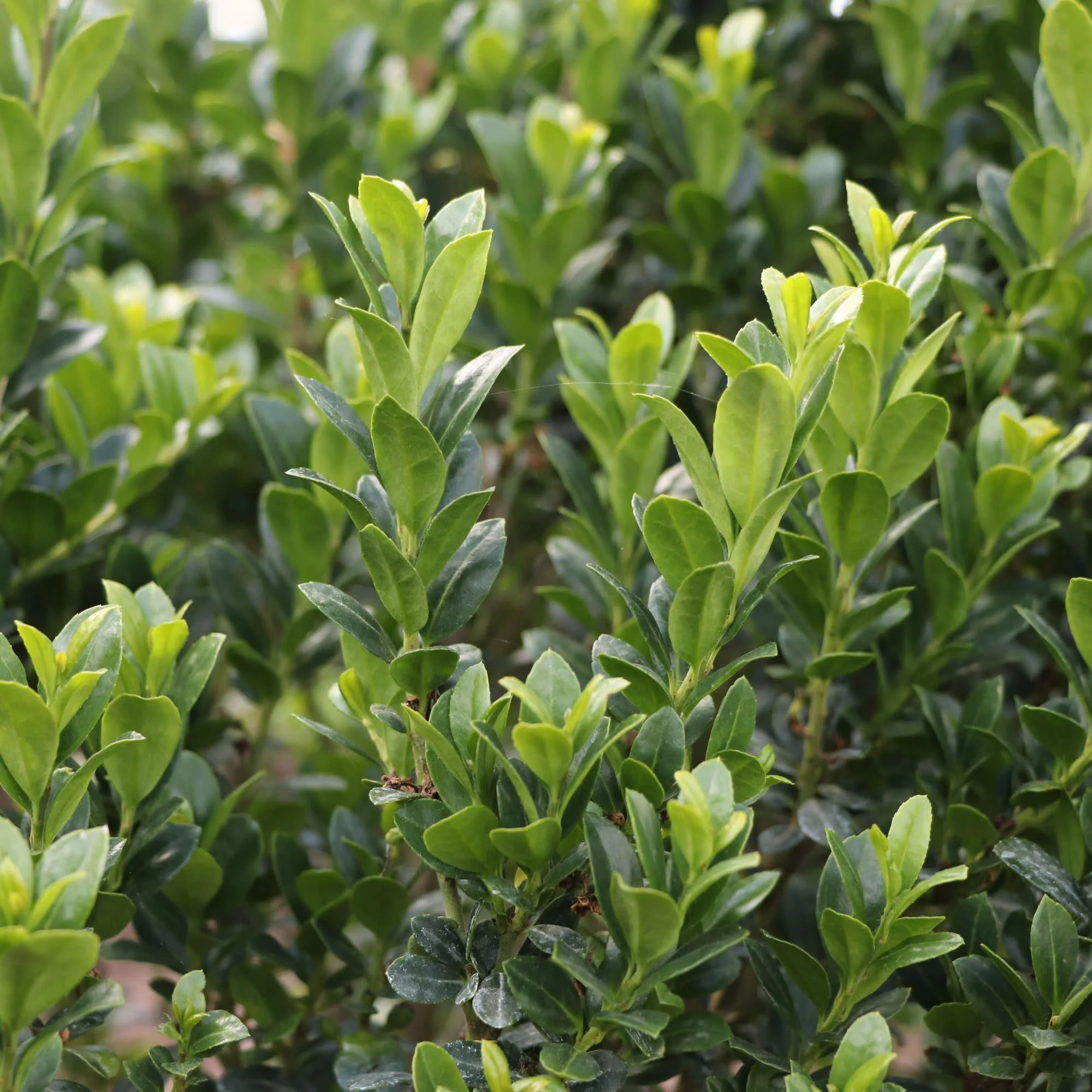 Hedge Box® Japanese Holly (Ilex crenata) - Image 3