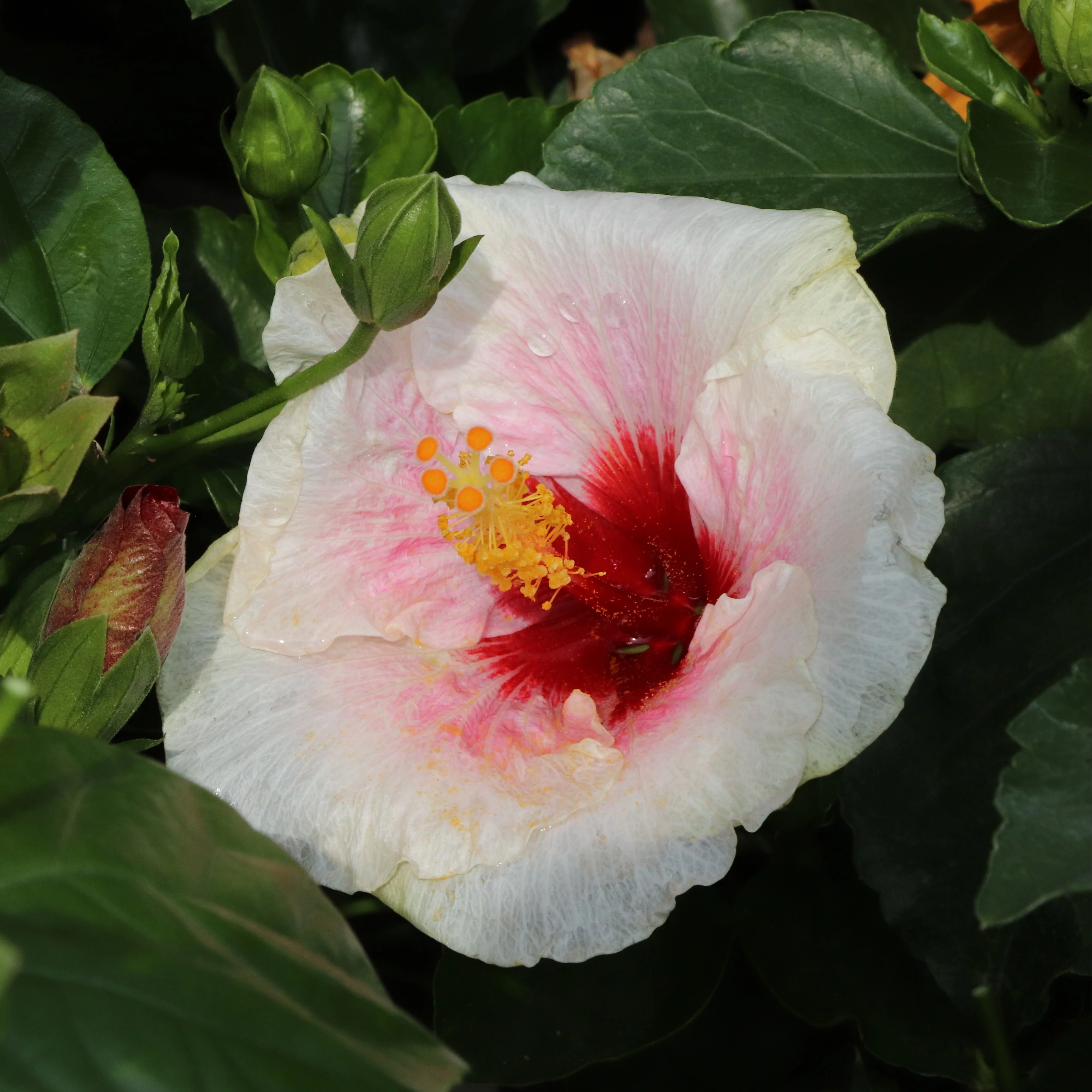 Hollywood Hibiscus® Bloom Bash® Tropical Hibiscus (Hibiscus rosa-sinensis) - Image 2