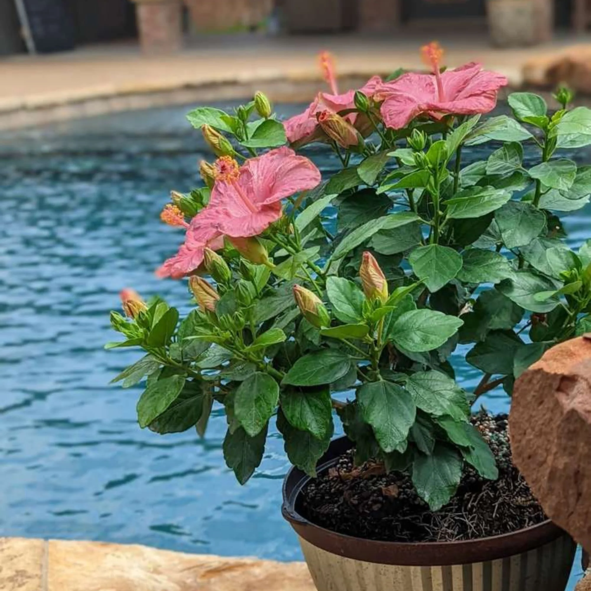Hollywood Hibiscus® First Lady™ Tropical Hibiscus (Hibiscus rosa-sinensis) - Image 6