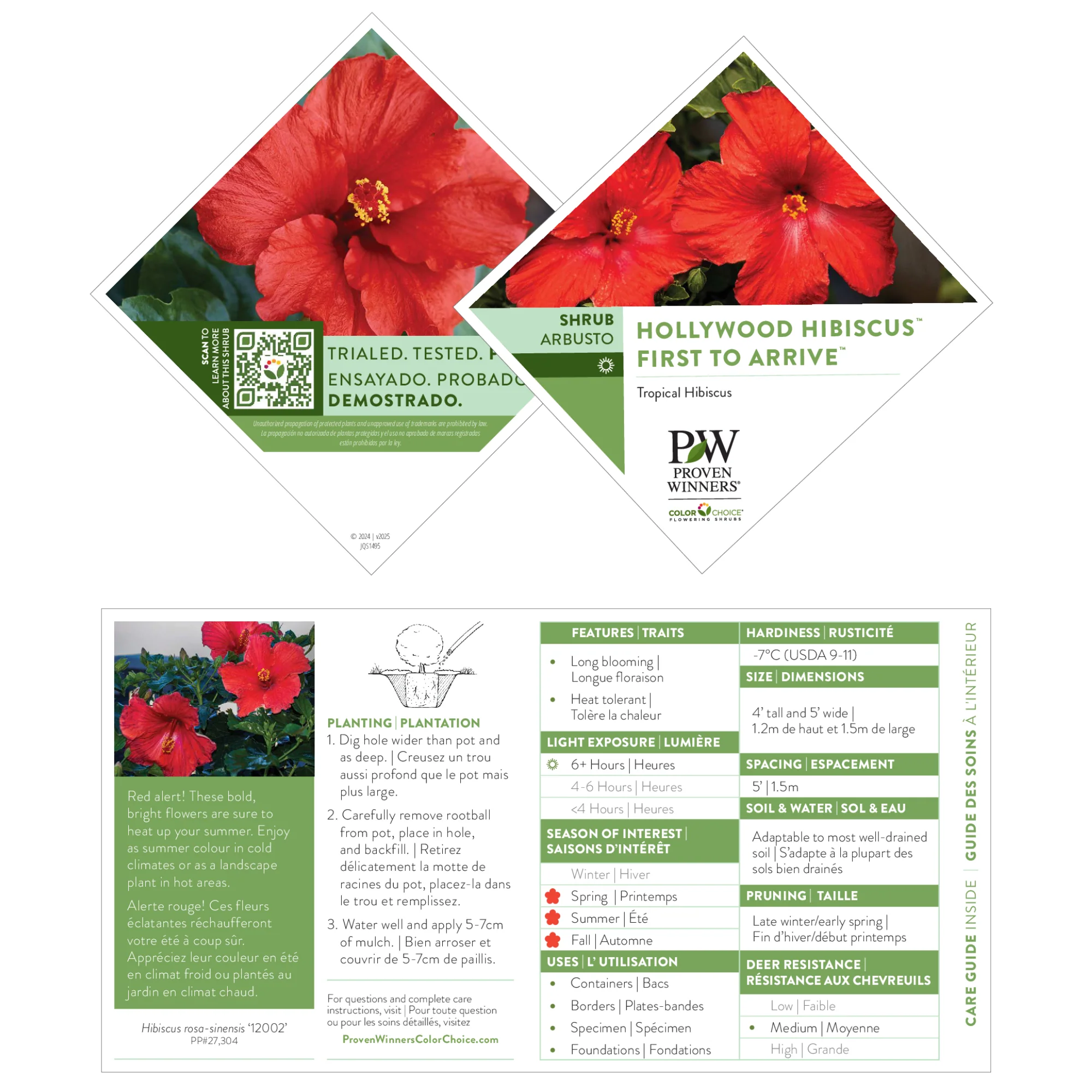 Hollywood Hibiscus® First to Arrive™ Tropical Hibiscus (Hibiscus rosa-sinensis) - Image 4
