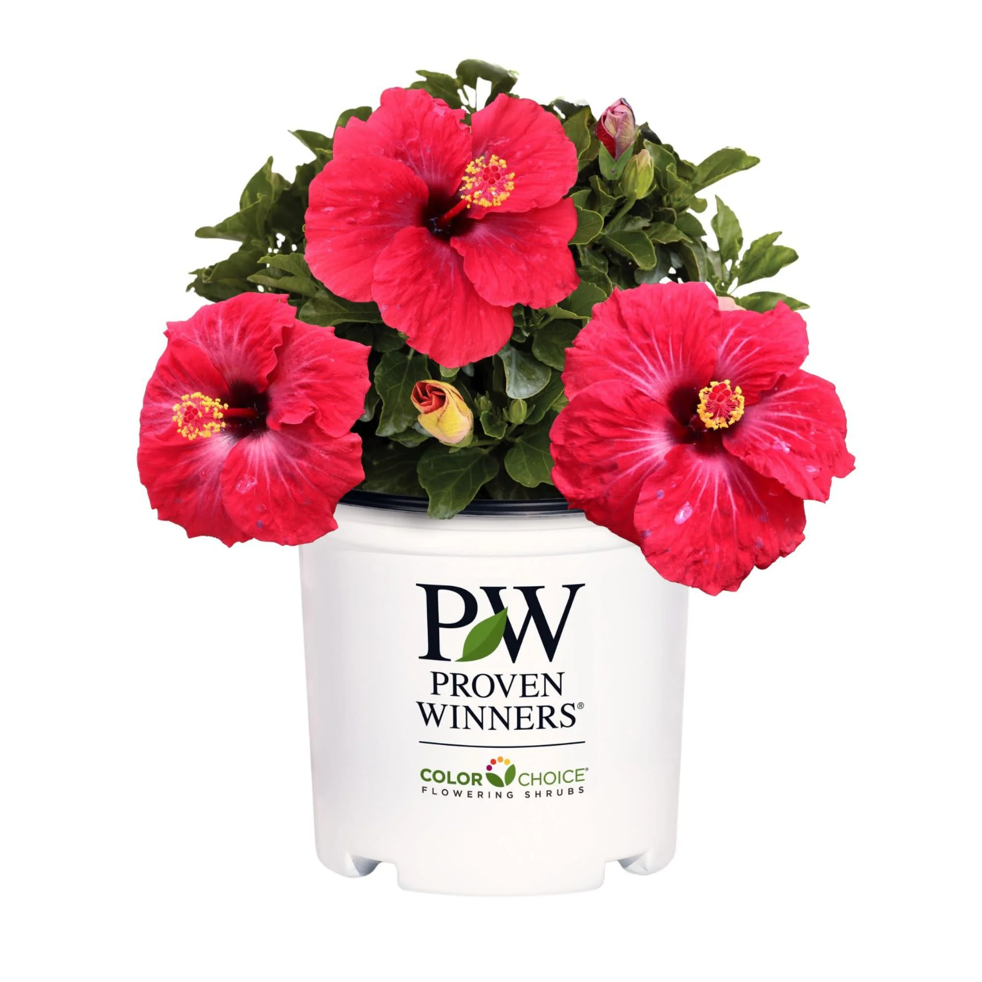 Hollywood Hibiscus® Hot Shot™ Tropical Hibiscus (Hibiscus rosa-sinensis) - Image 2