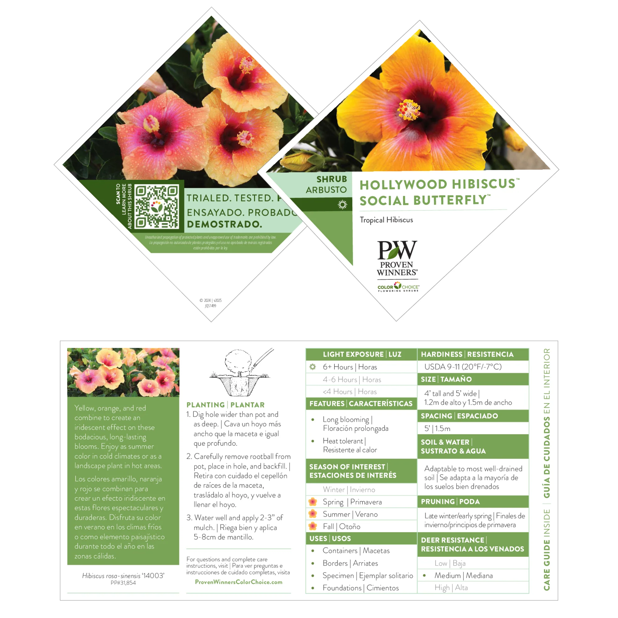 Hollywood Hibiscus® Social Butterfly™ Tropical Hibiscus (Hibiscus rosa-sinensis) - Image 4