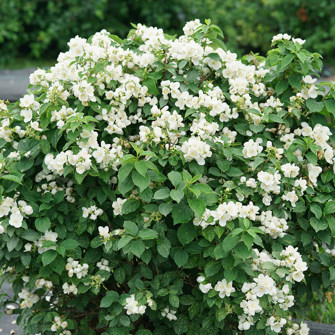 Illuminati Sparks™ Mockorange (Philadelphus coronarius) - Image 11