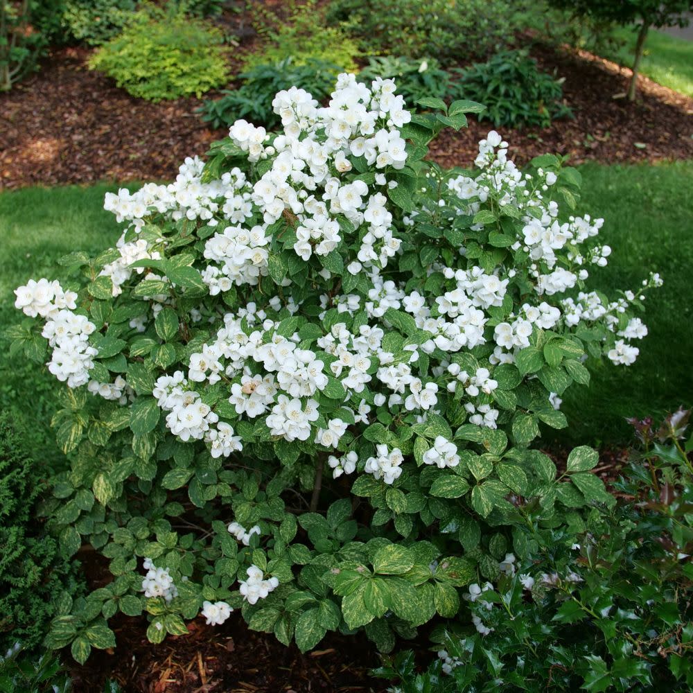 Illuminati Sparks™ Mockorange (Philadelphus coronarius) - Image 12