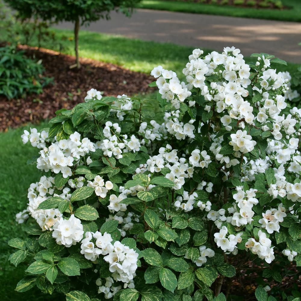 Illuminati Sparks™ Mockorange (Philadelphus coronarius) - Image 13
