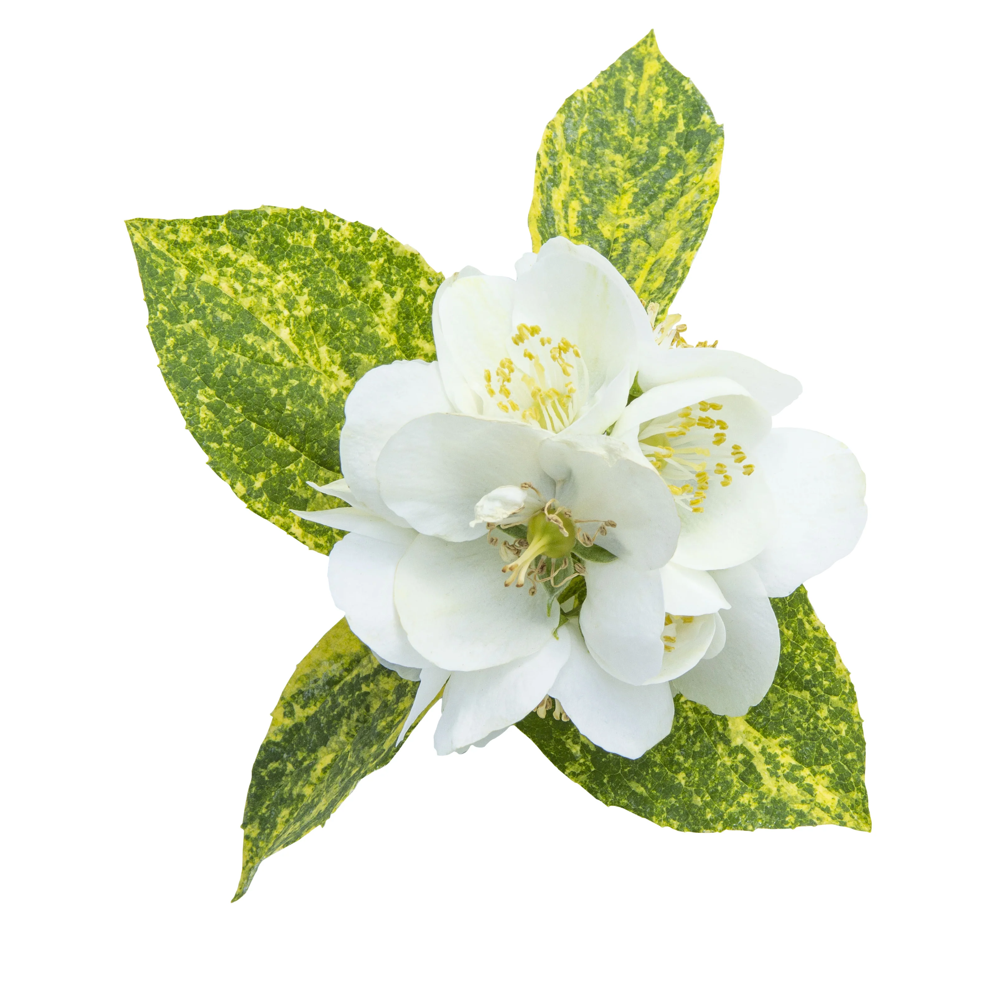 Illuminati Sparks™ Mockorange (Philadelphus coronarius) - Image 14