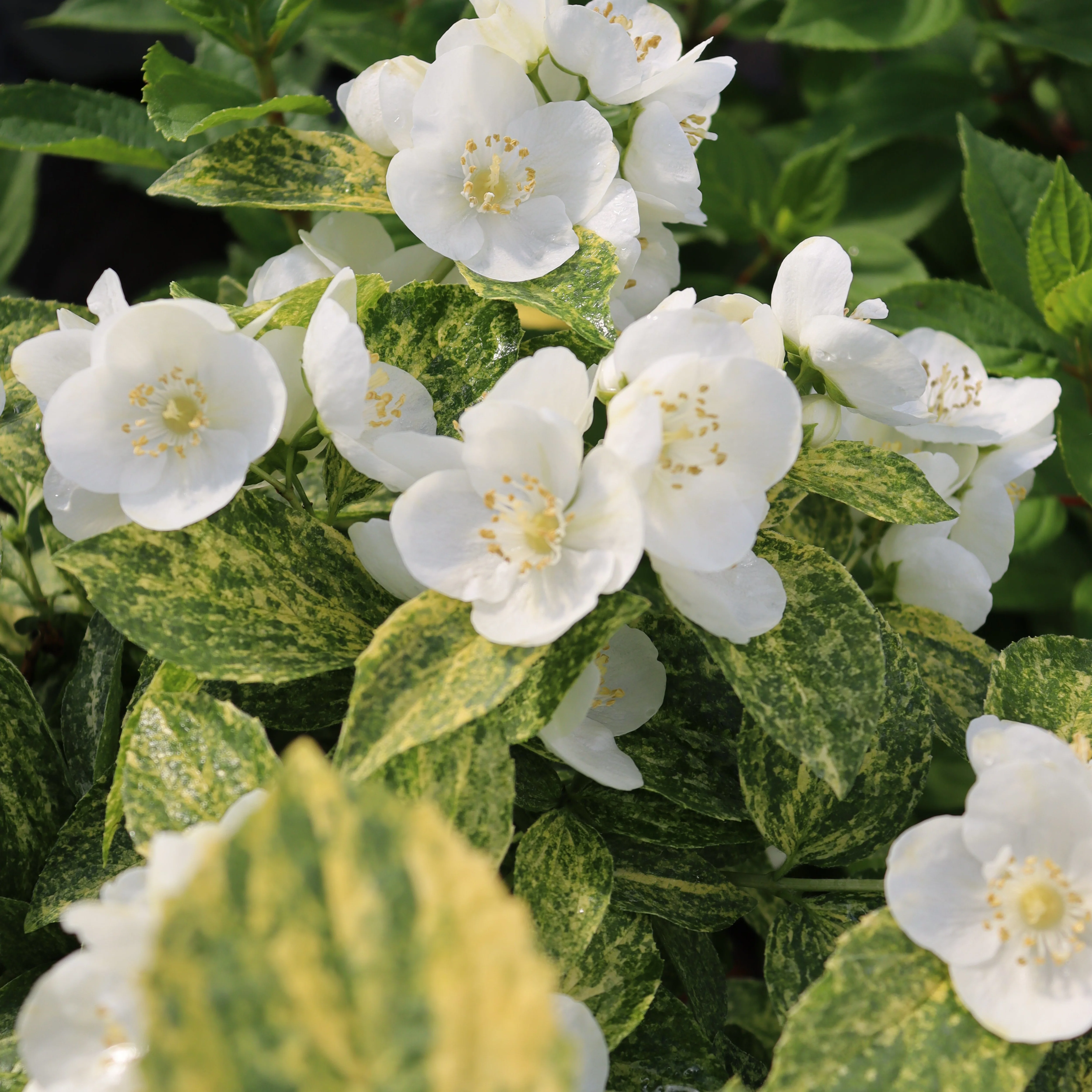 Illuminati Sparks™ Mockorange (Philadelphus coronarius) - Image 6