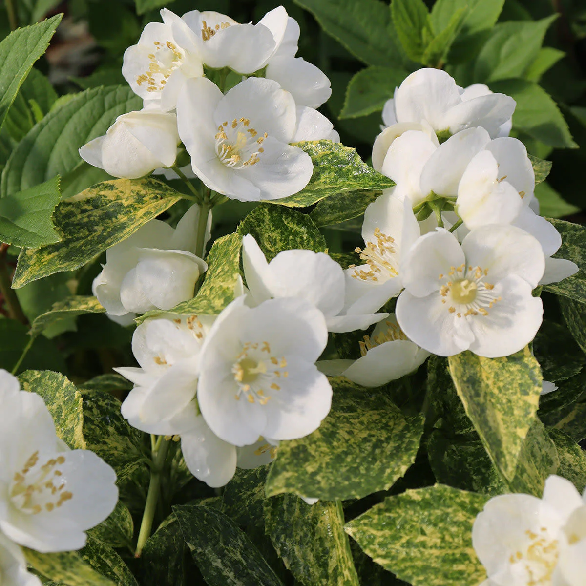 Illuminati Sparks™ Mockorange (Philadelphus coronarius) - Image 7