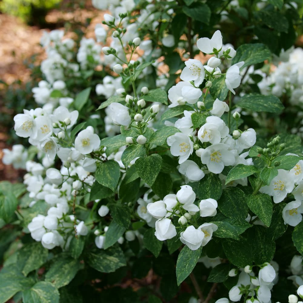 Illuminati Sparks™ Mockorange (Philadelphus coronarius) - Image 8