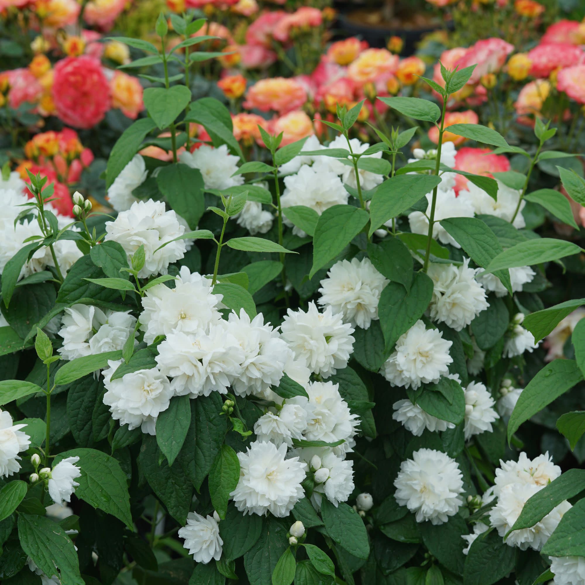 Illuminati Spice® Mock Orange (Philadelphus coronarius) - Image 2