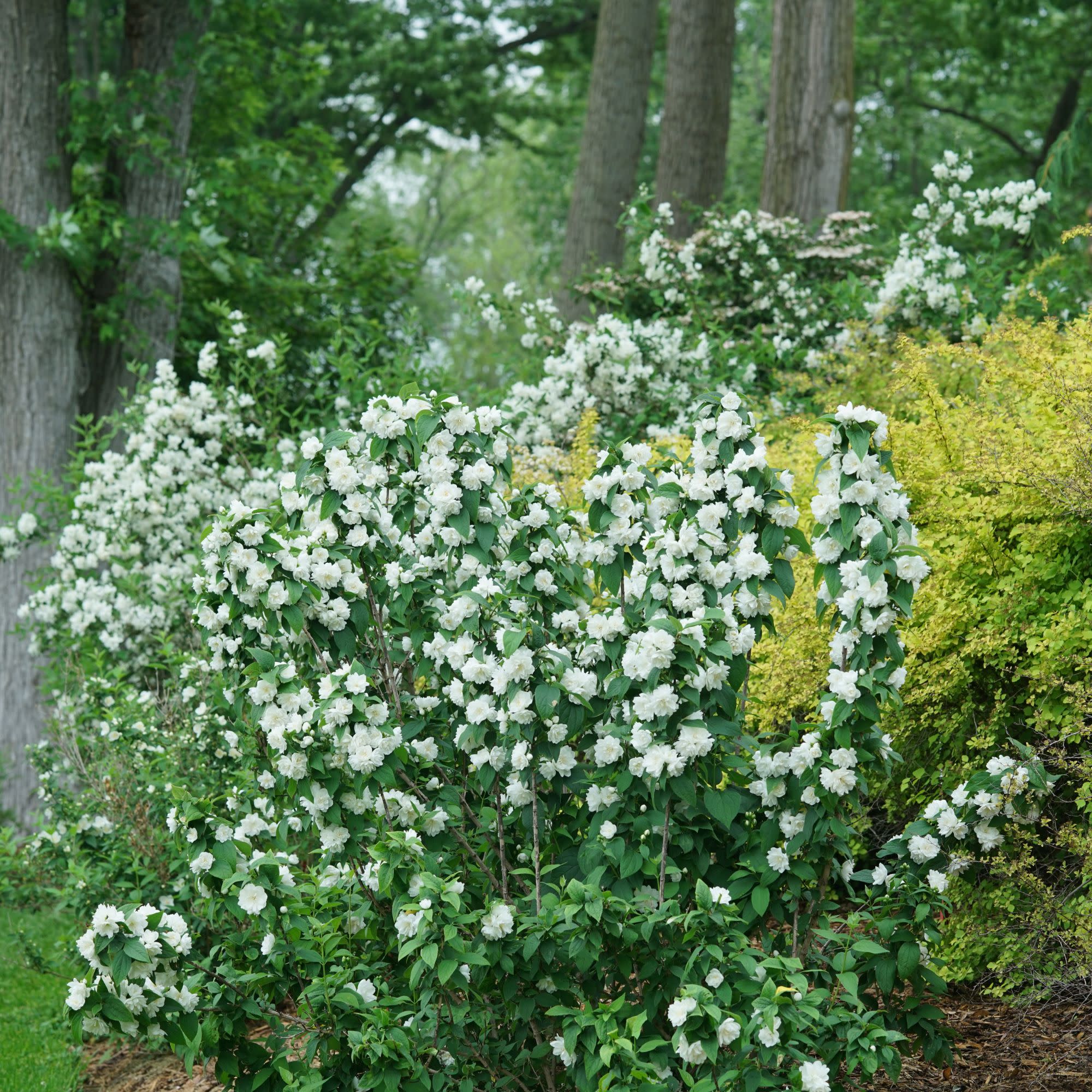 Illuminati Spice® Mock Orange (Philadelphus coronarius) - Image 6