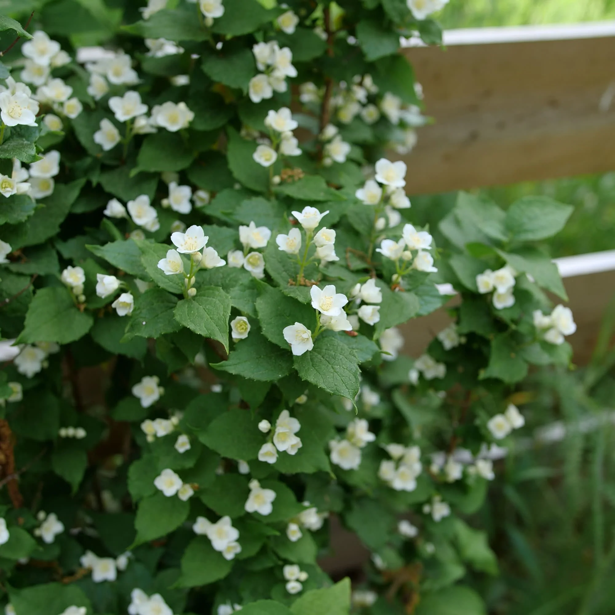 Illuminati Tower® Mock Orange (Philadelphus coronarius) - Image 5
