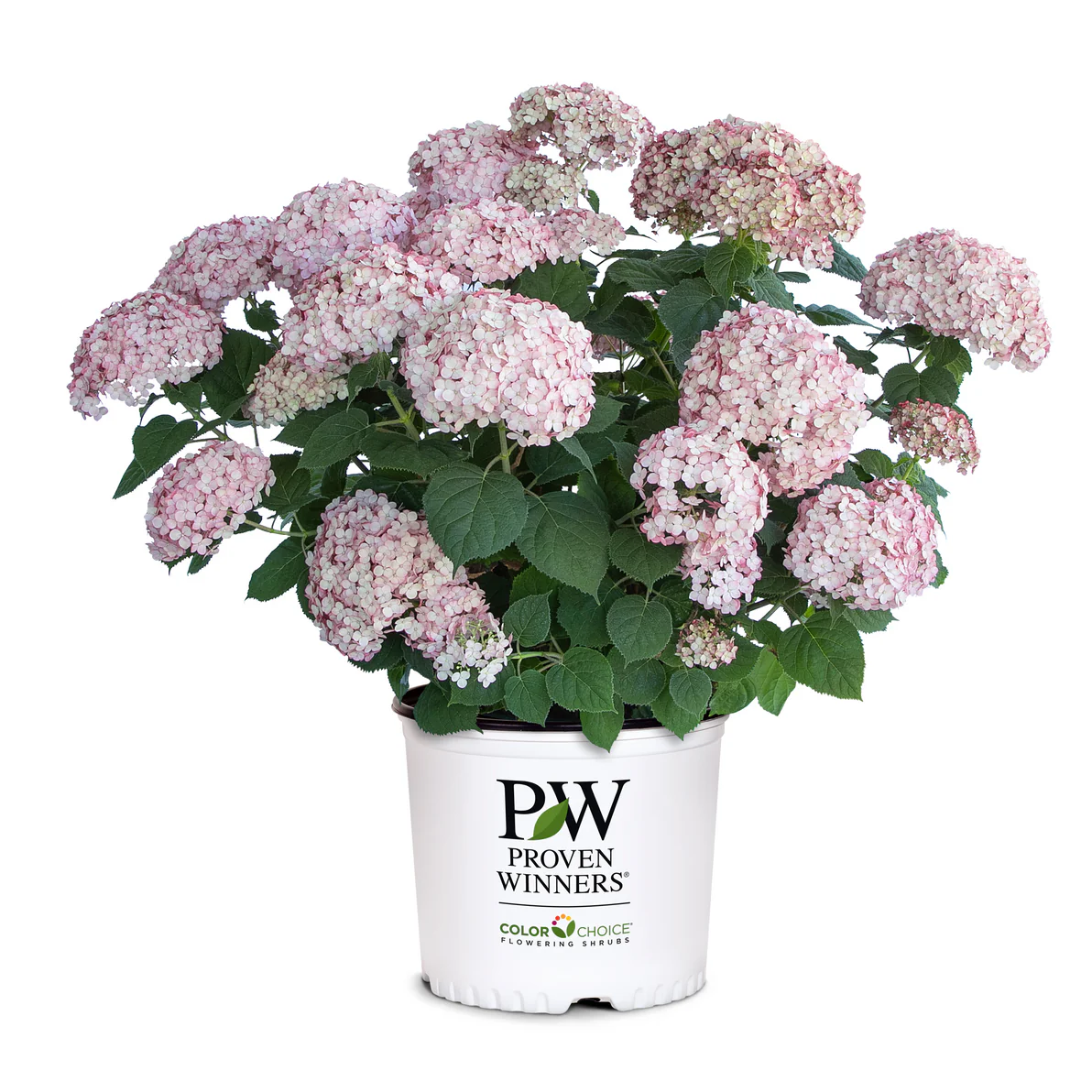 Incrediball® Blush Smooth Hydrangea (arborescens) - Image 2