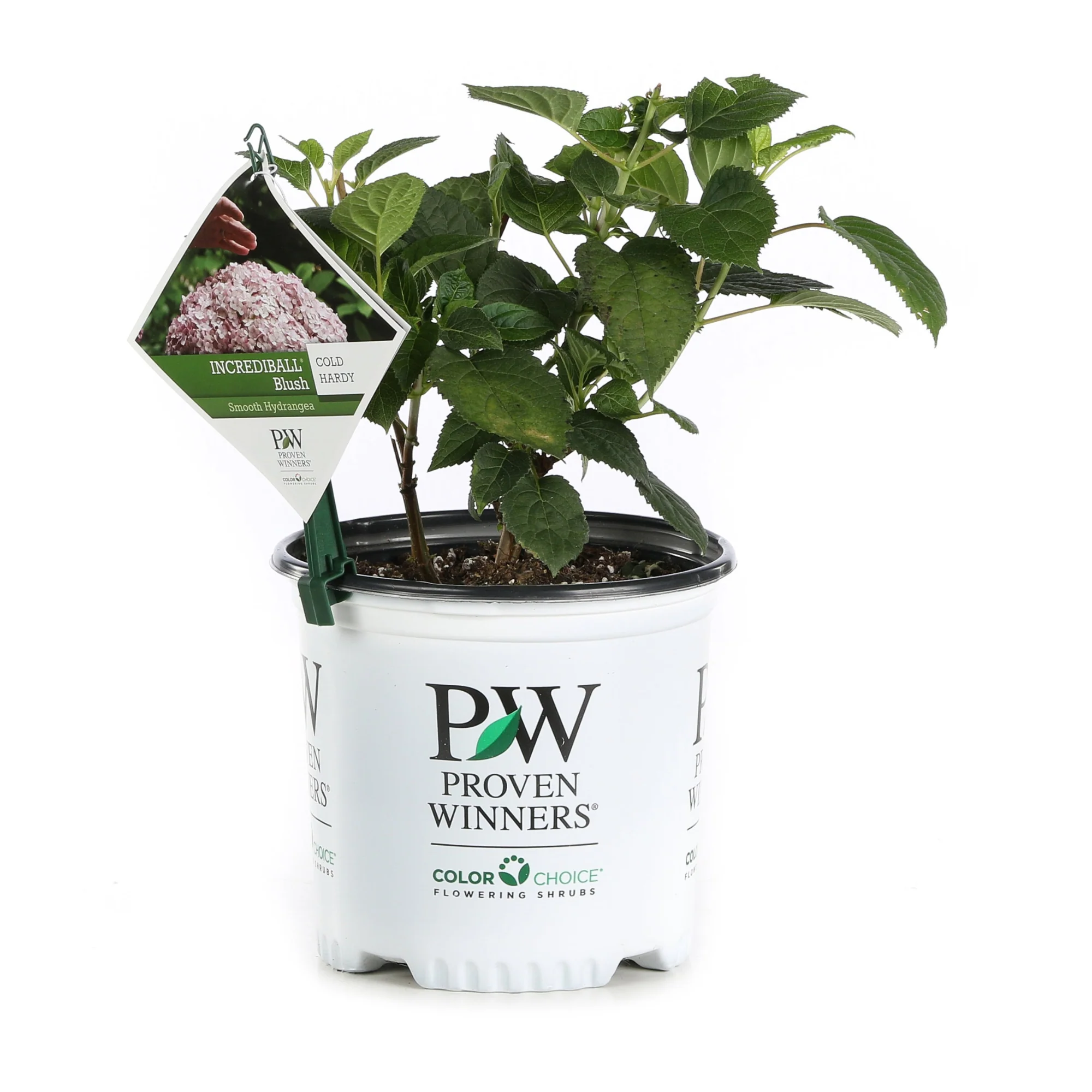 Incrediball® Blush Smooth Hydrangea (arborescens) - Image 3