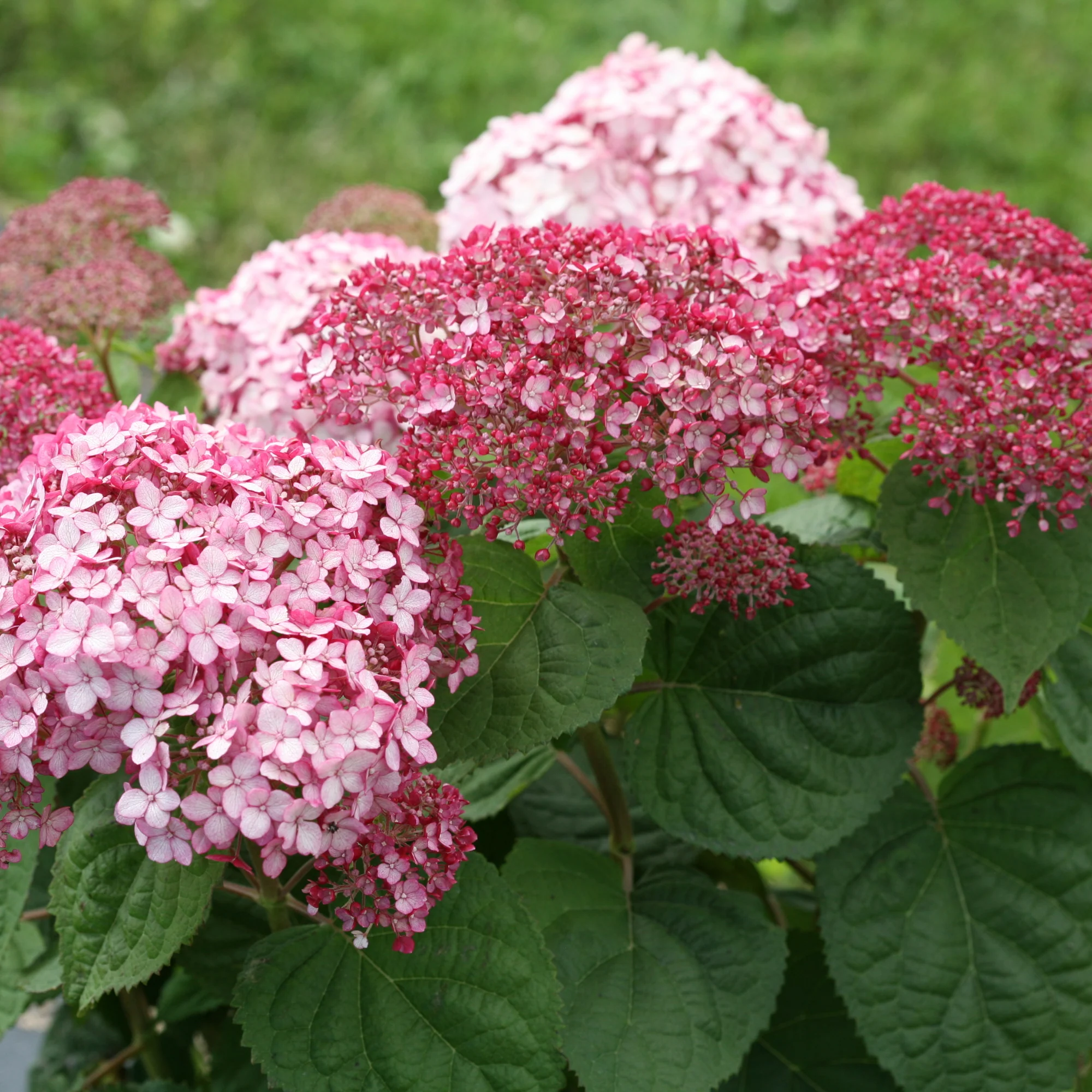 Incrediball® Blush Smooth Hydrangea (arborescens) - Image 5