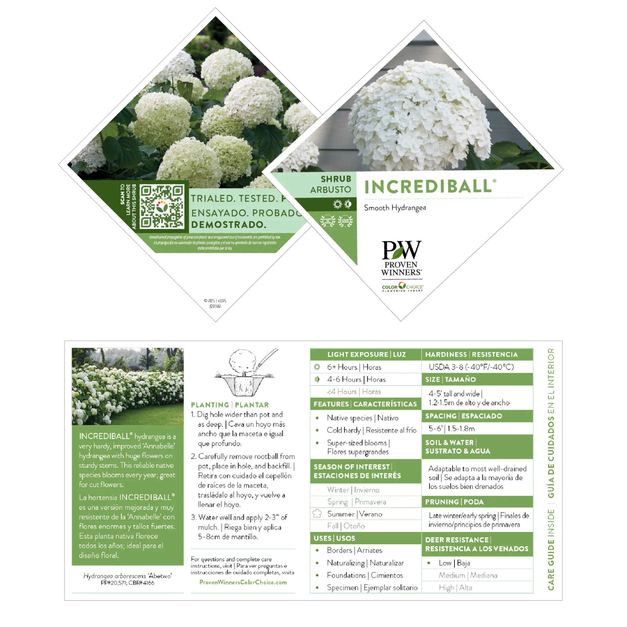 Incrediball® Smooth Hydrangea (arborescens) - Image 11