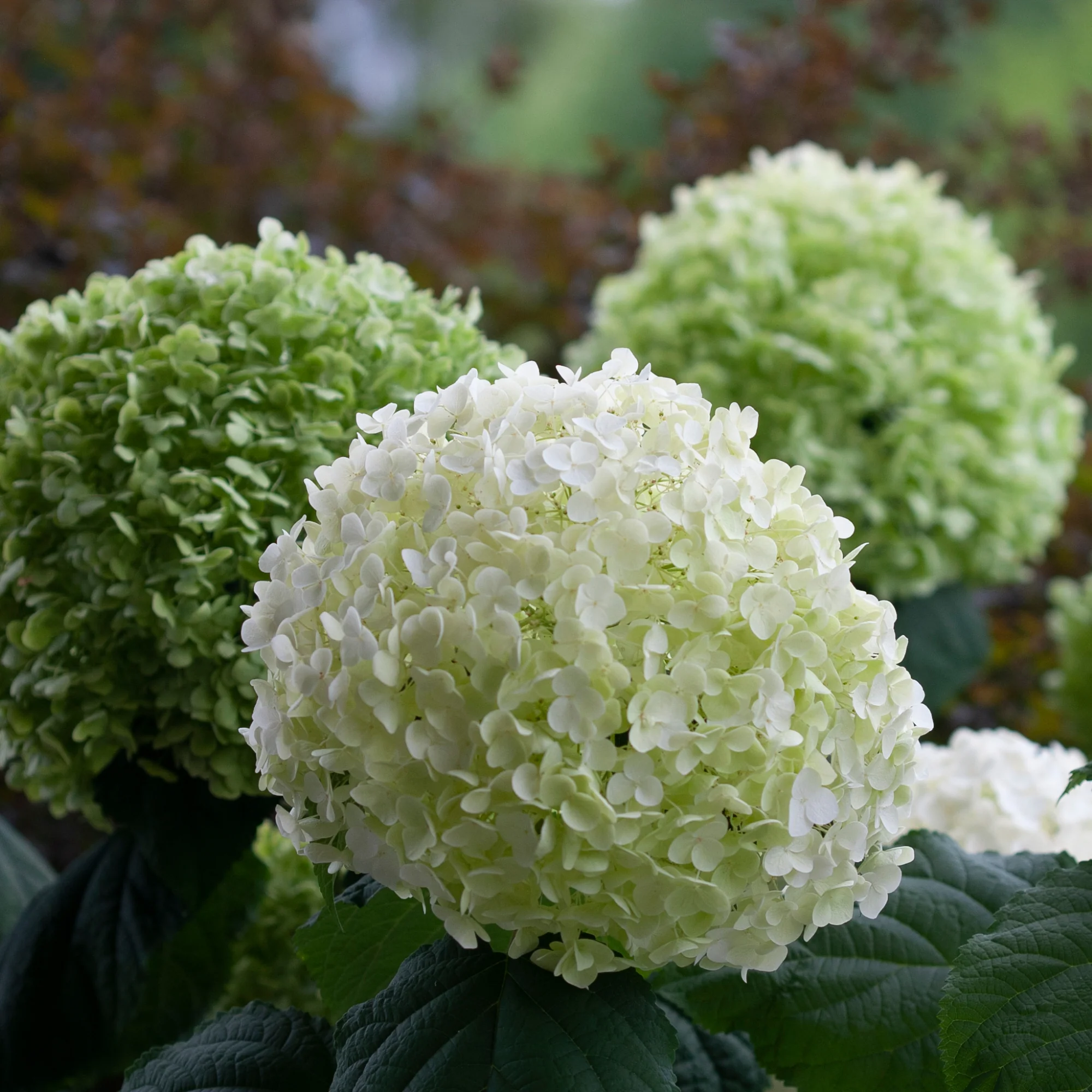 Incrediball® Smooth Hydrangea (arborescens) - Image 4