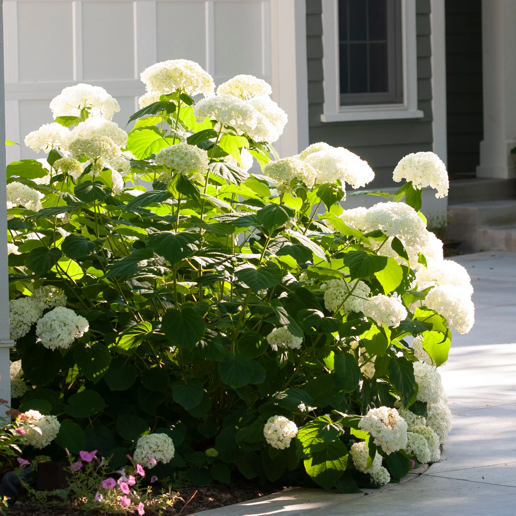 Incrediball® Smooth Hydrangea (arborescens) - Image 5