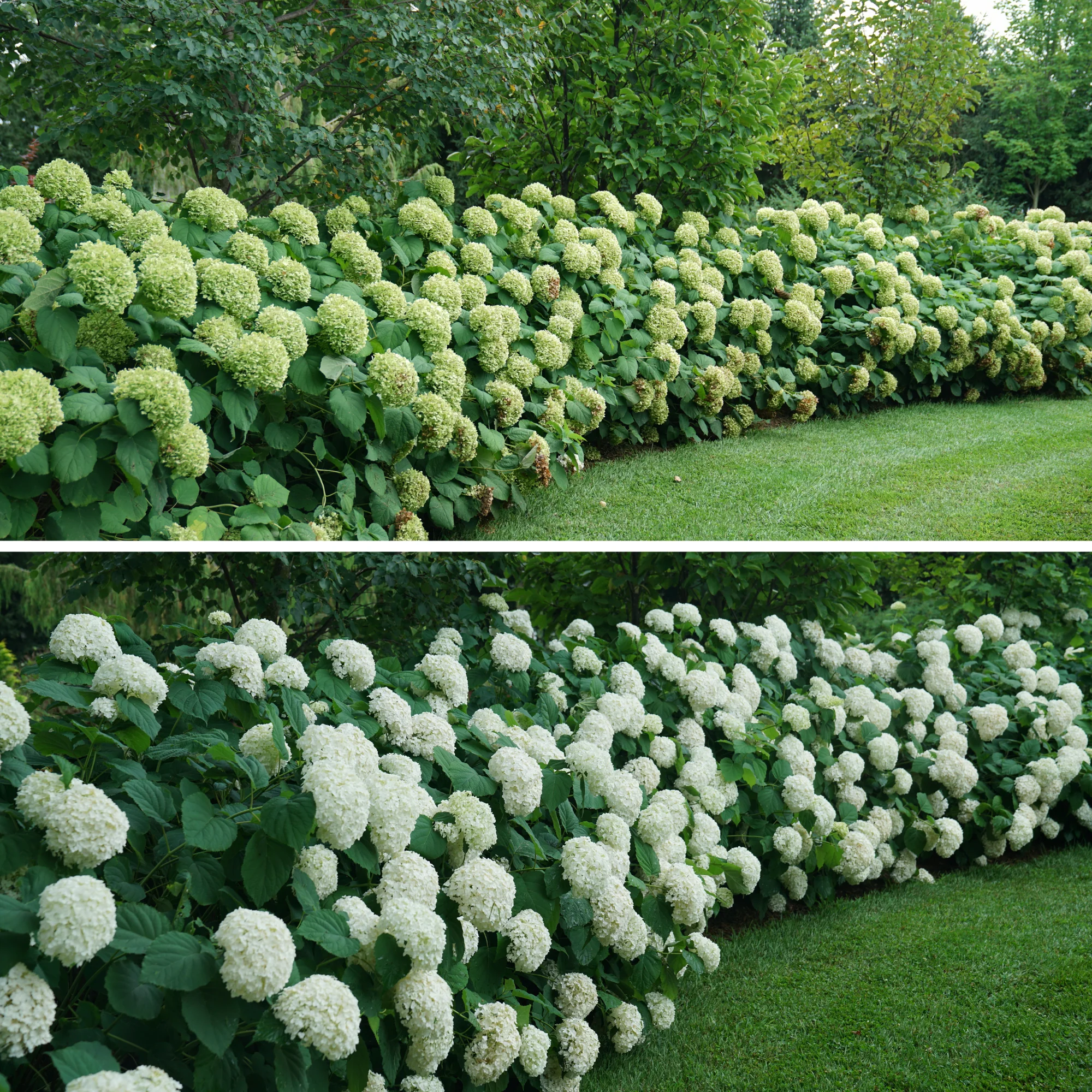 Incrediball® Smooth Hydrangea (arborescens) - Image 6